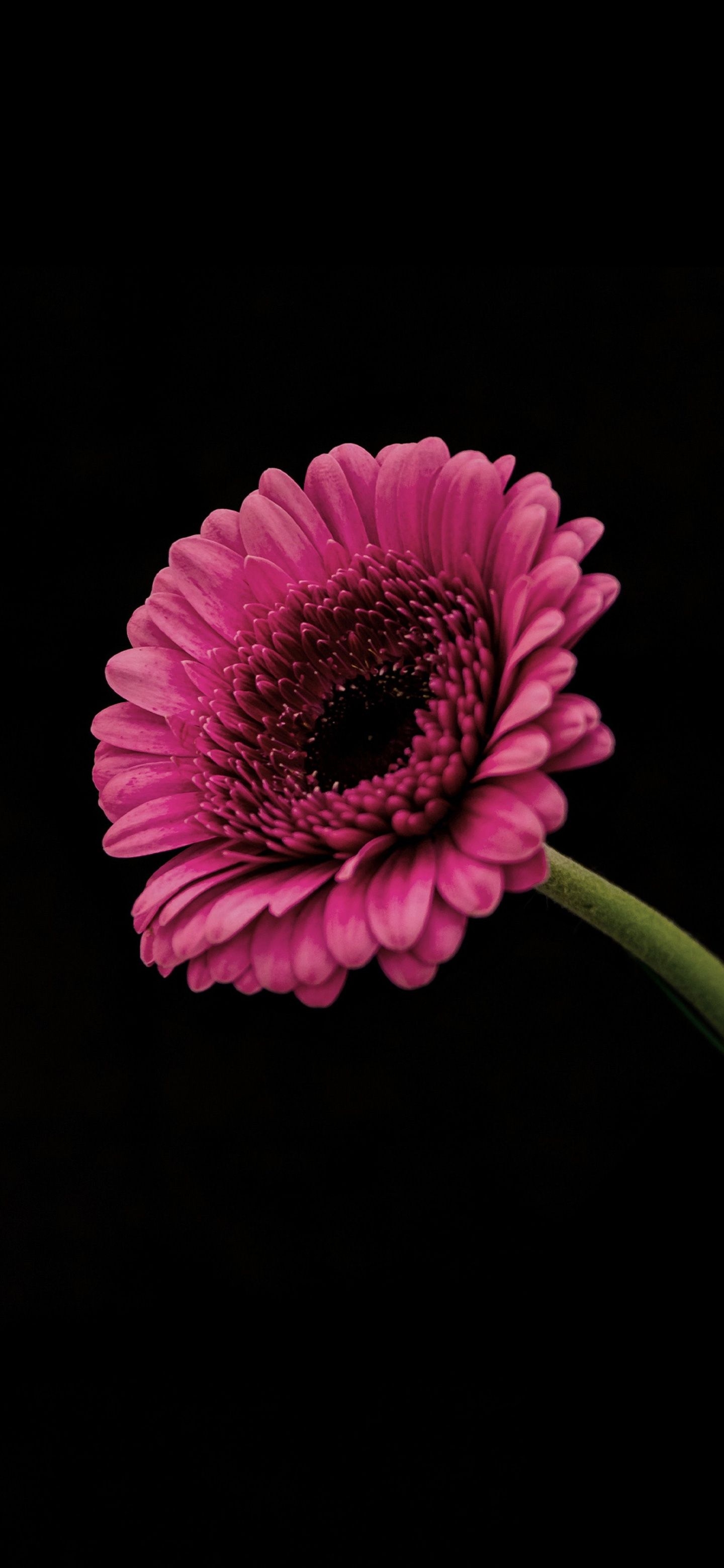 1440x3120 Pink Petaled Flower Amoled Wallpaper, Phone