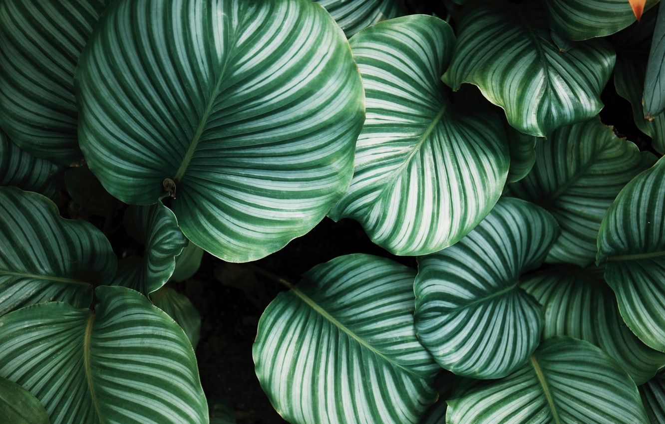 1340x850 Wallpaper leaves, line, background, plants, stripes image, Desktop