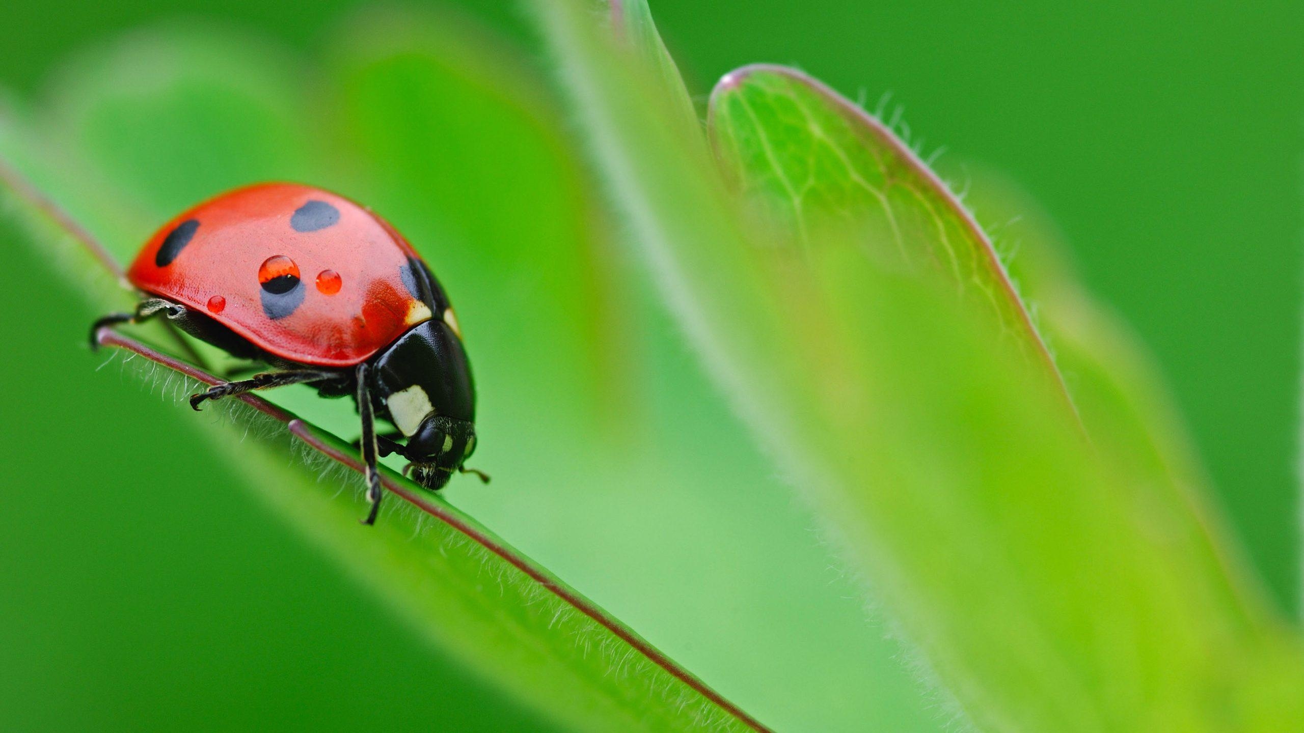 2560x1440 HD Wallpaper Of A Pretty Ladybird Beetle On A Green Plant, Desktop