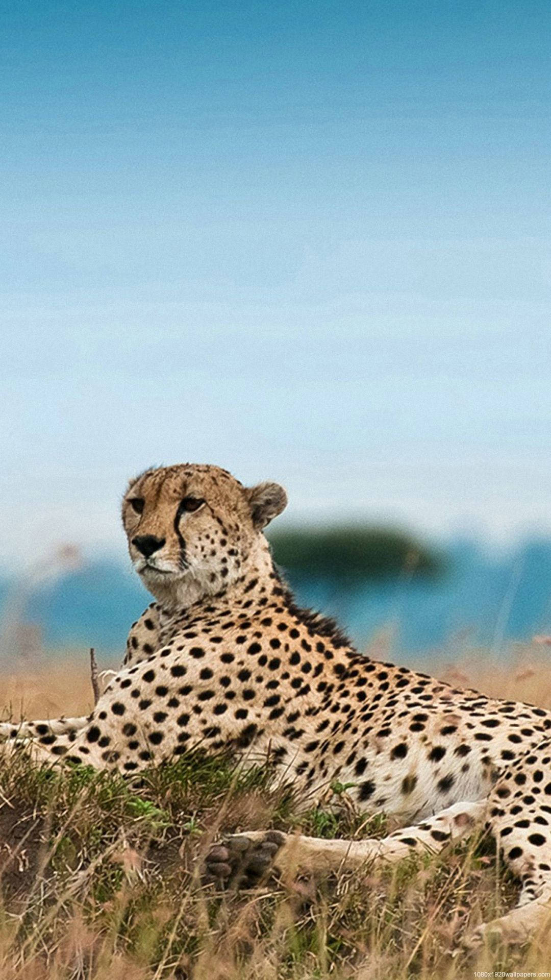 1080x1920 Download Cheetah Africa iPhone Wallpaper, Phone