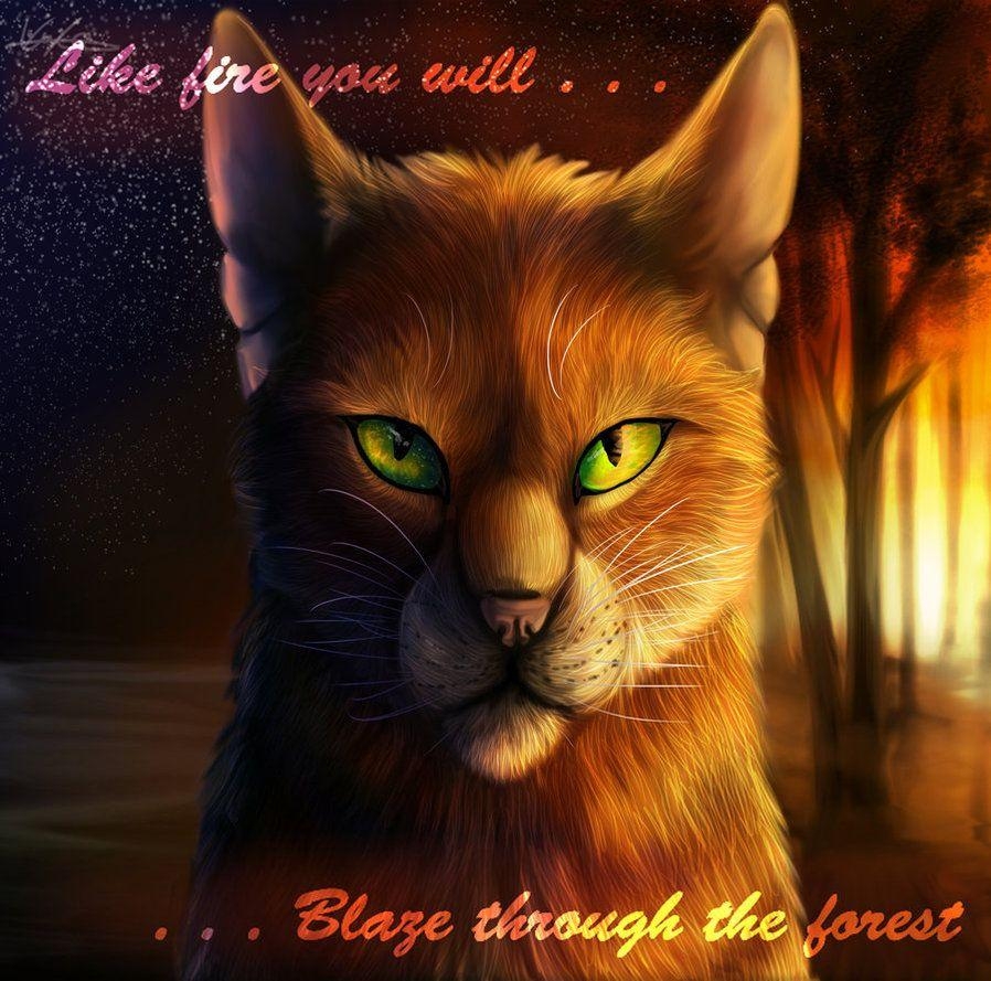 900x890 Forever Warriors Cats image Firestar! HD wallpaper and background, Desktop