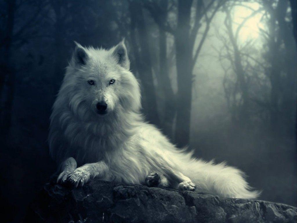 1030x770 White Wolf Wallpaper, Desktop