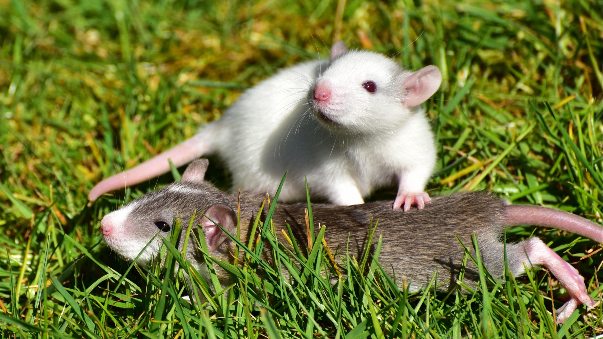 1920x1080 Download wallpaper  rat, couple, grass, walk full hd, hdtv, Desktop