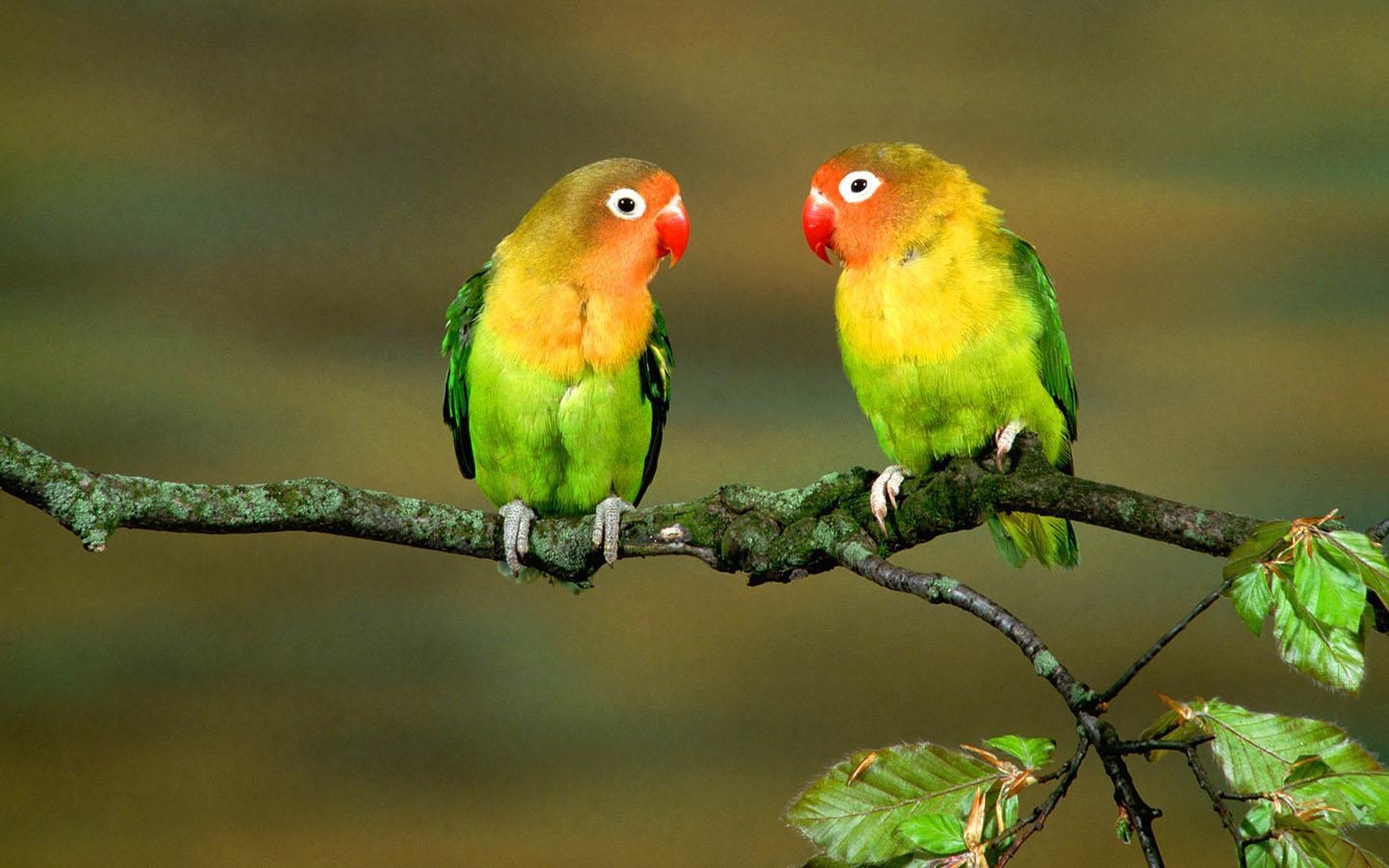 1440x900 Colorful Parrot Birds Image, Photo Wallpaper Download, Desktop