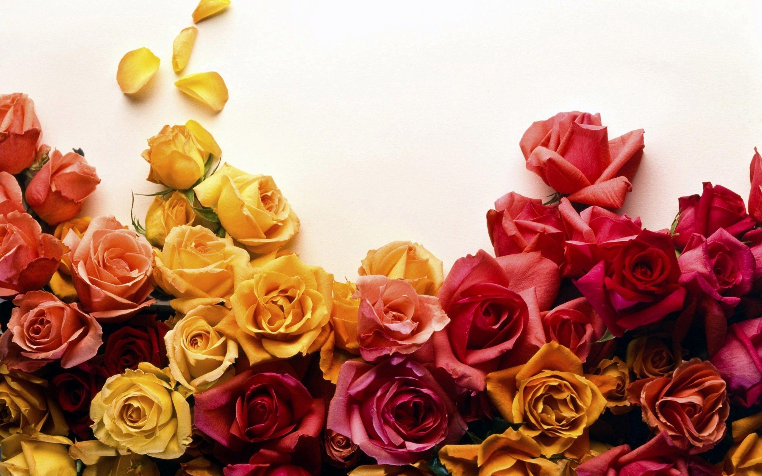 2560x1600 Roses Desktop Wallpaper. Roses Image Free Download, Desktop