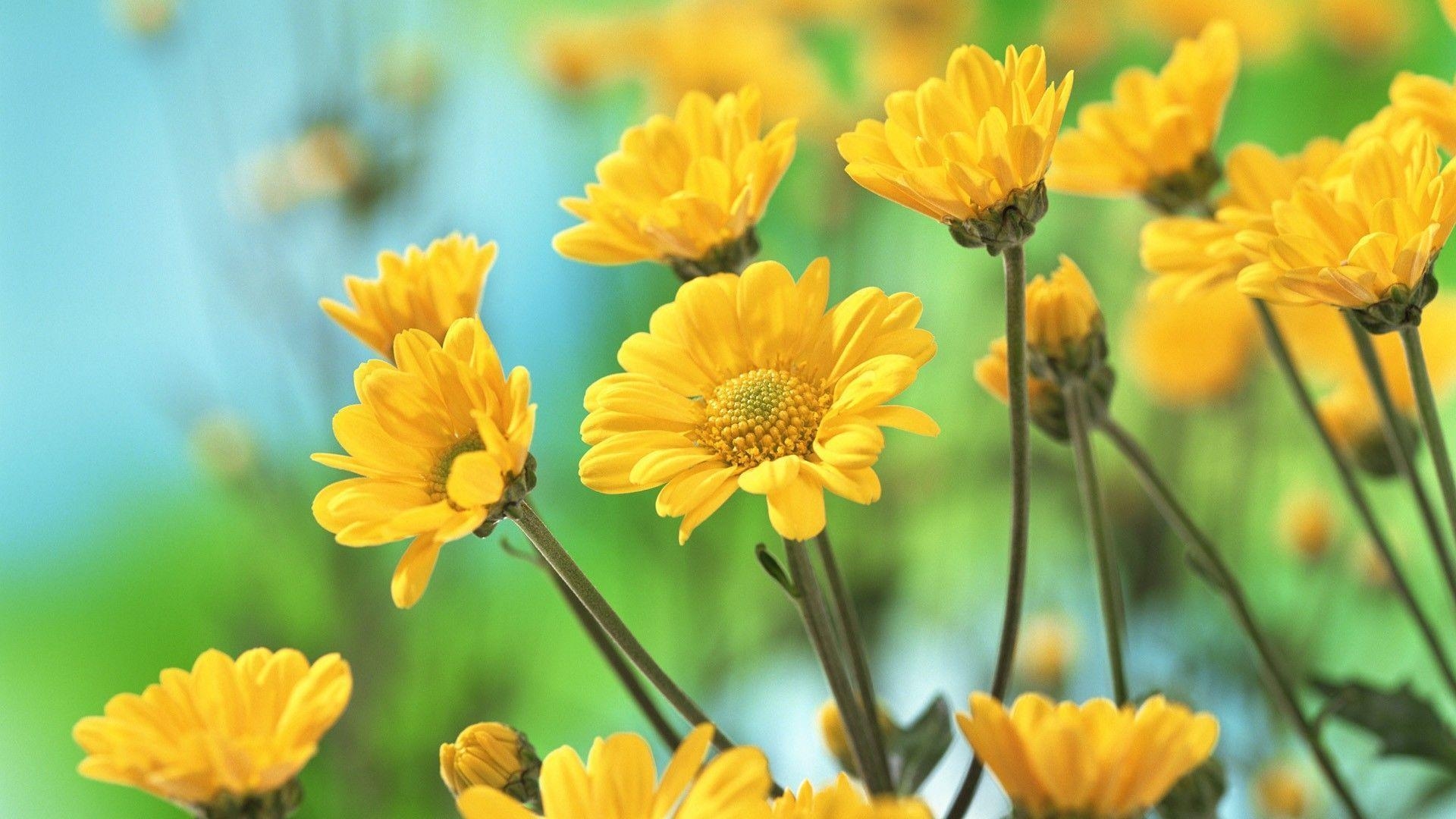 1920x1080 Yellow Flowers Picture HD Widescreen 11 HD Wallpaper, Desktop