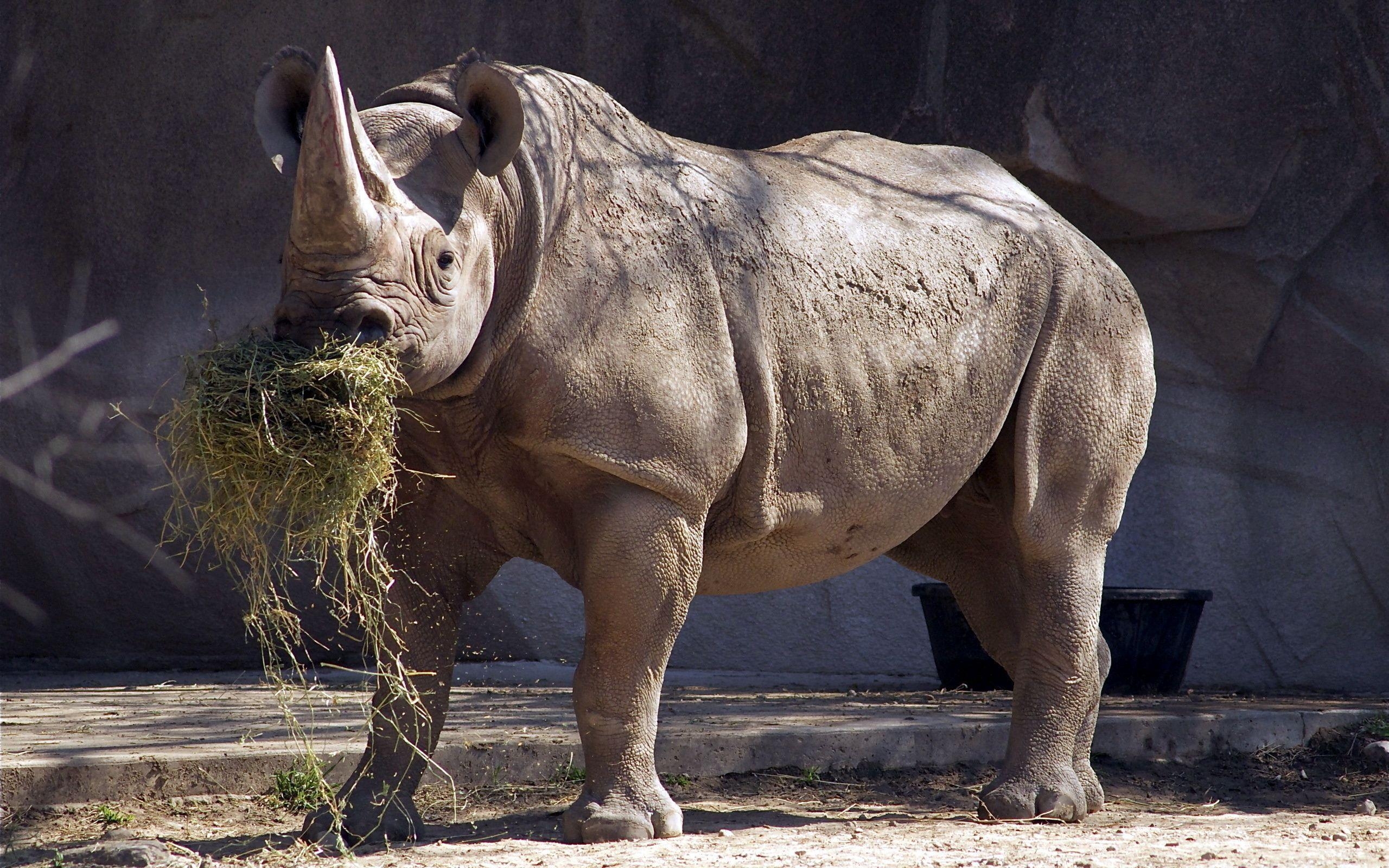 2560x1600 Rhino HD Wallpaper, Desktop