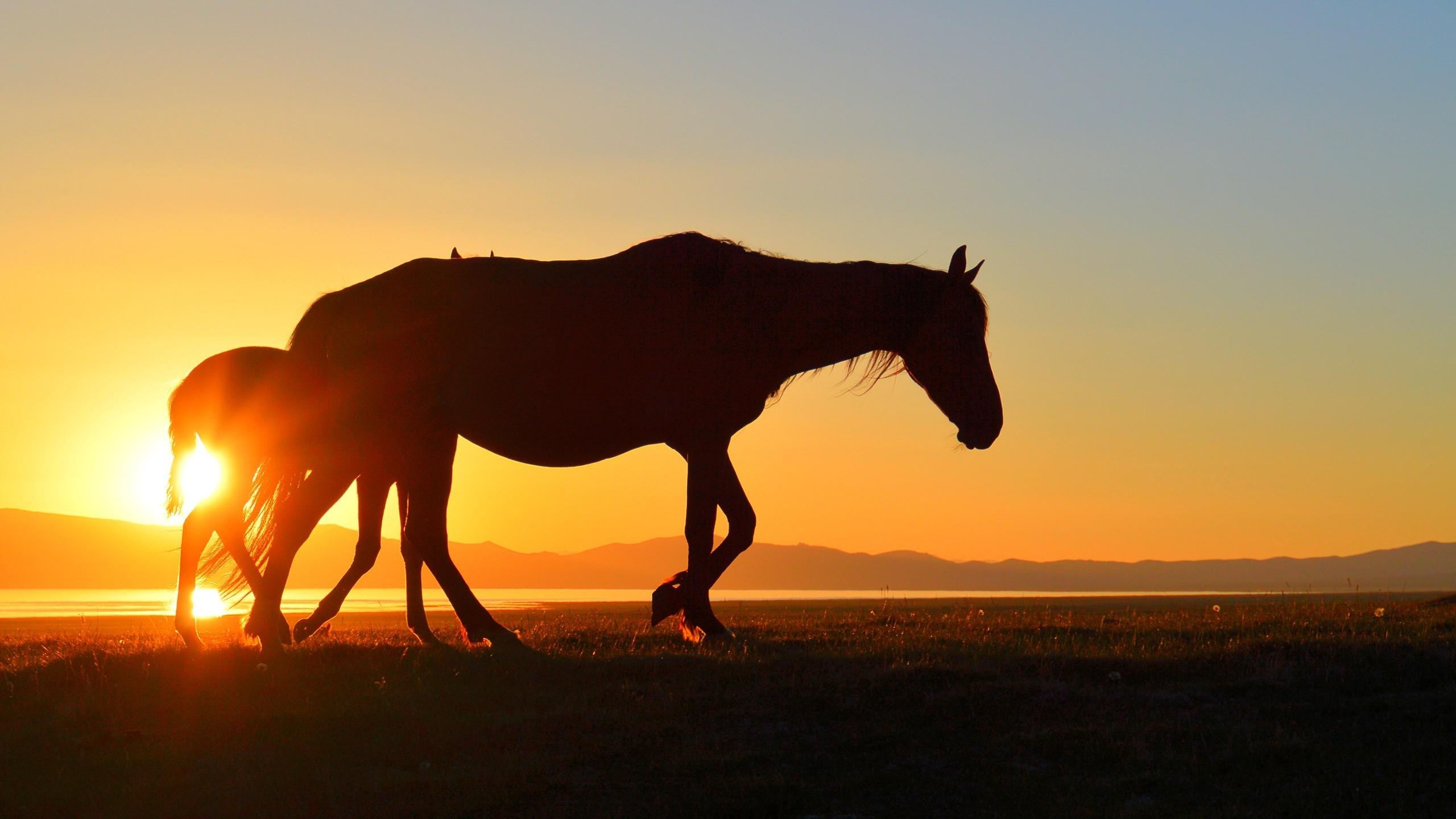 2560x1440 horse kyrgyzstan song kul sunset lake silhouette Wallpaper HD, Desktop