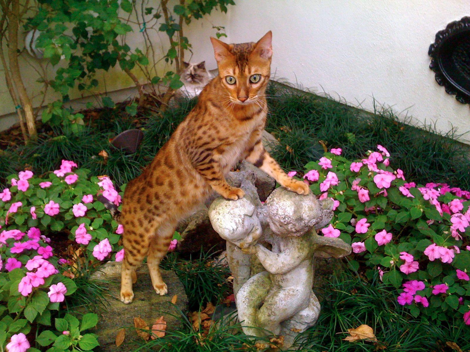 1600x1200 Bengal photo and wallpaper. Beautiful Bengal picture, Desktop