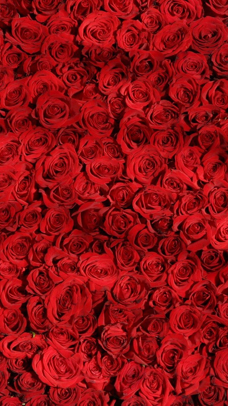 750x1340 wallpaper. rose red pattern flower, Phone