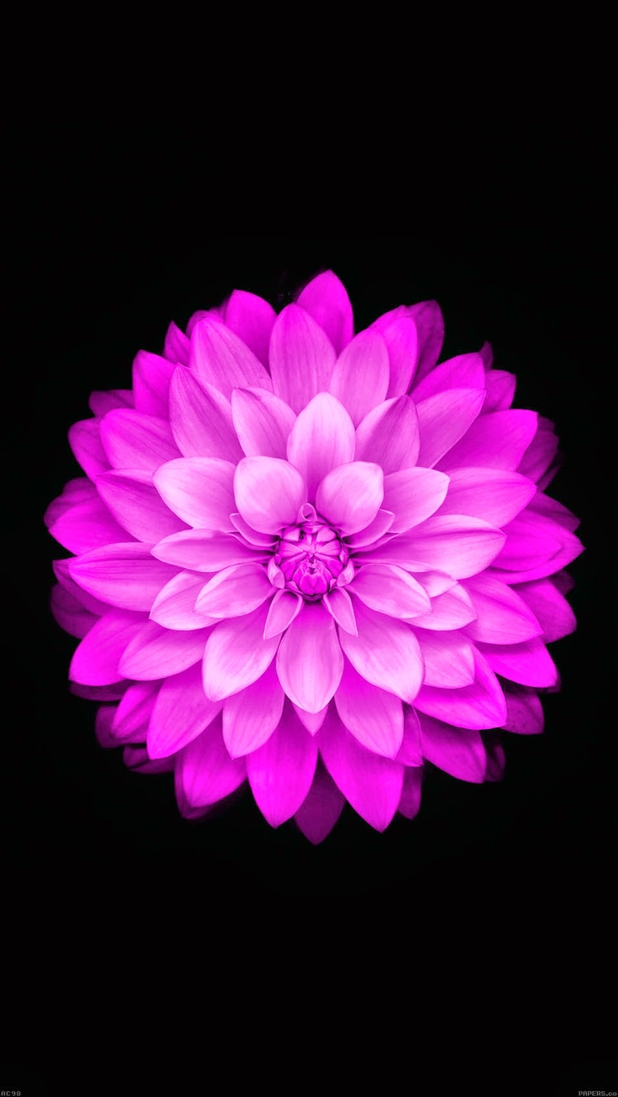 910x1600 Apple Purple Flower Wallpaper, Phone