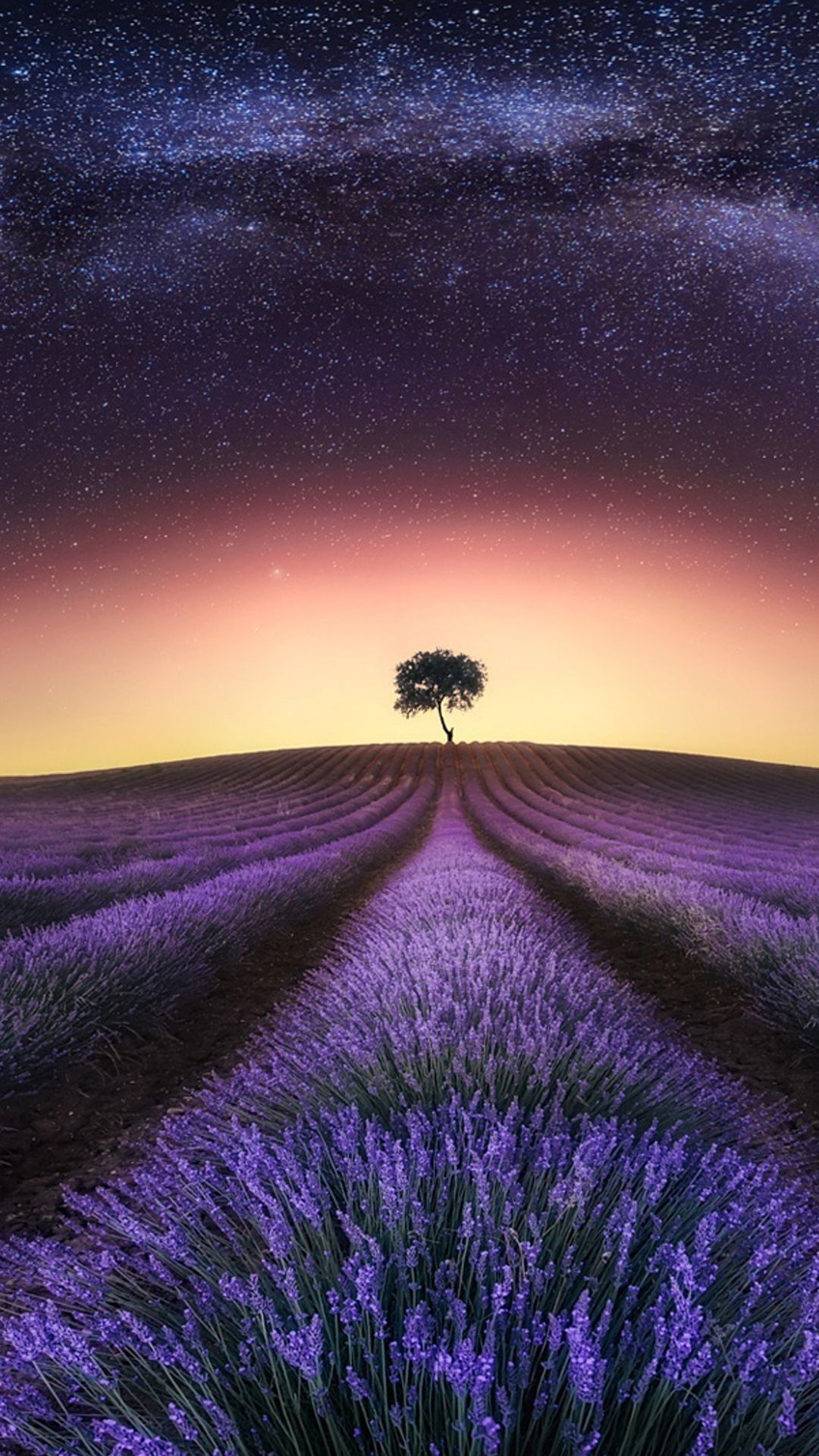 1080x1920 Lavender At Night #iPhone #wallpaper. Lavender fields, Sunrise wallpaper, Creative self portraits, Phone