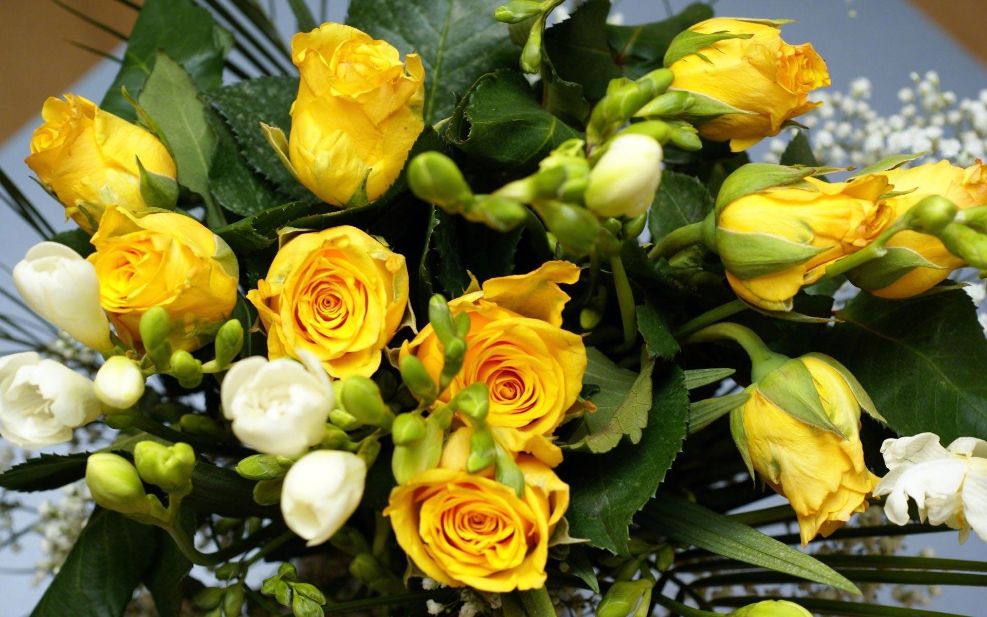 1920x1200 Yellow Rose Wallpaper Full HD, Desktop