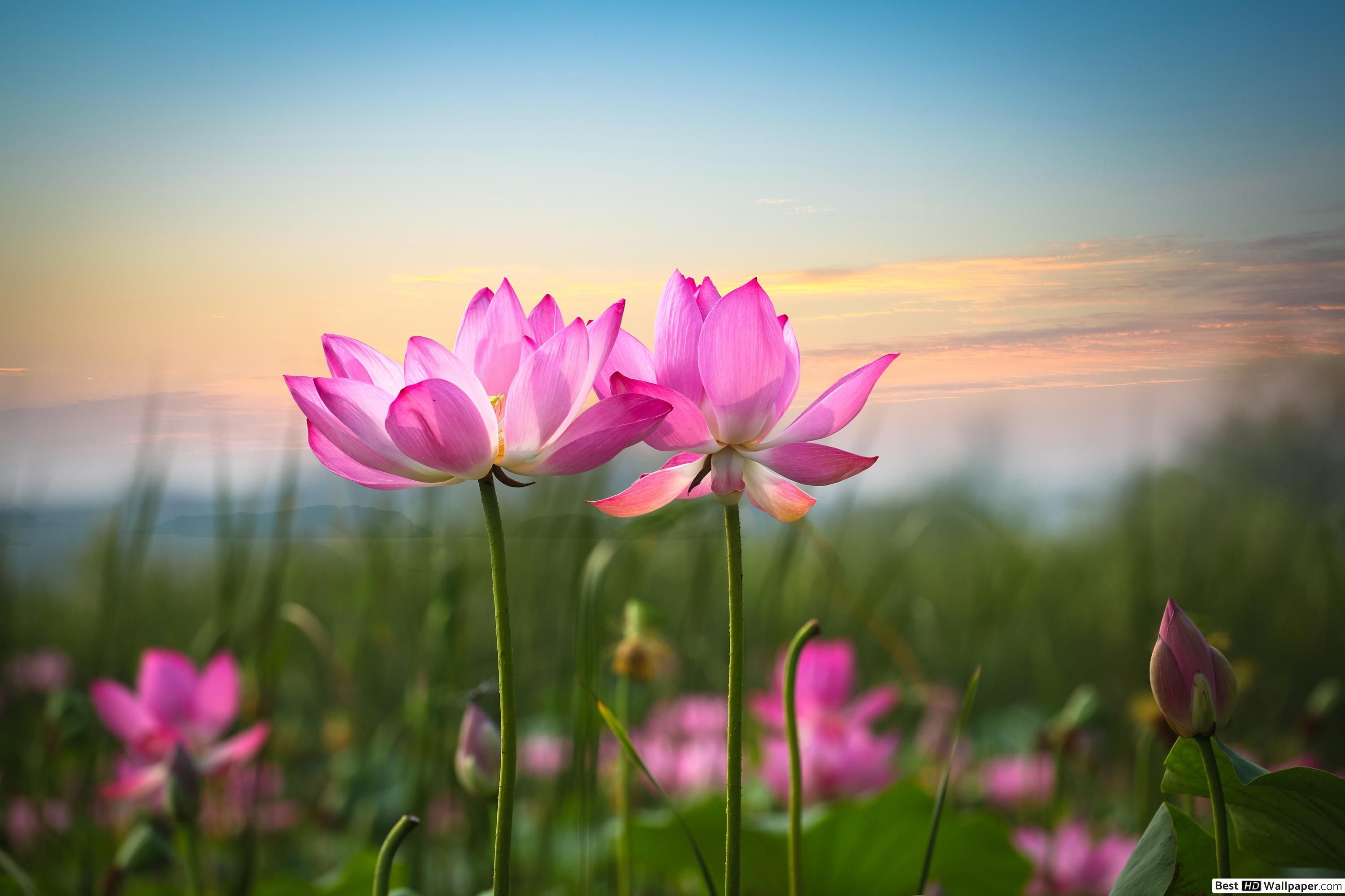 3000x2000 Pink lotus flowers HD wallpaper download, Desktop