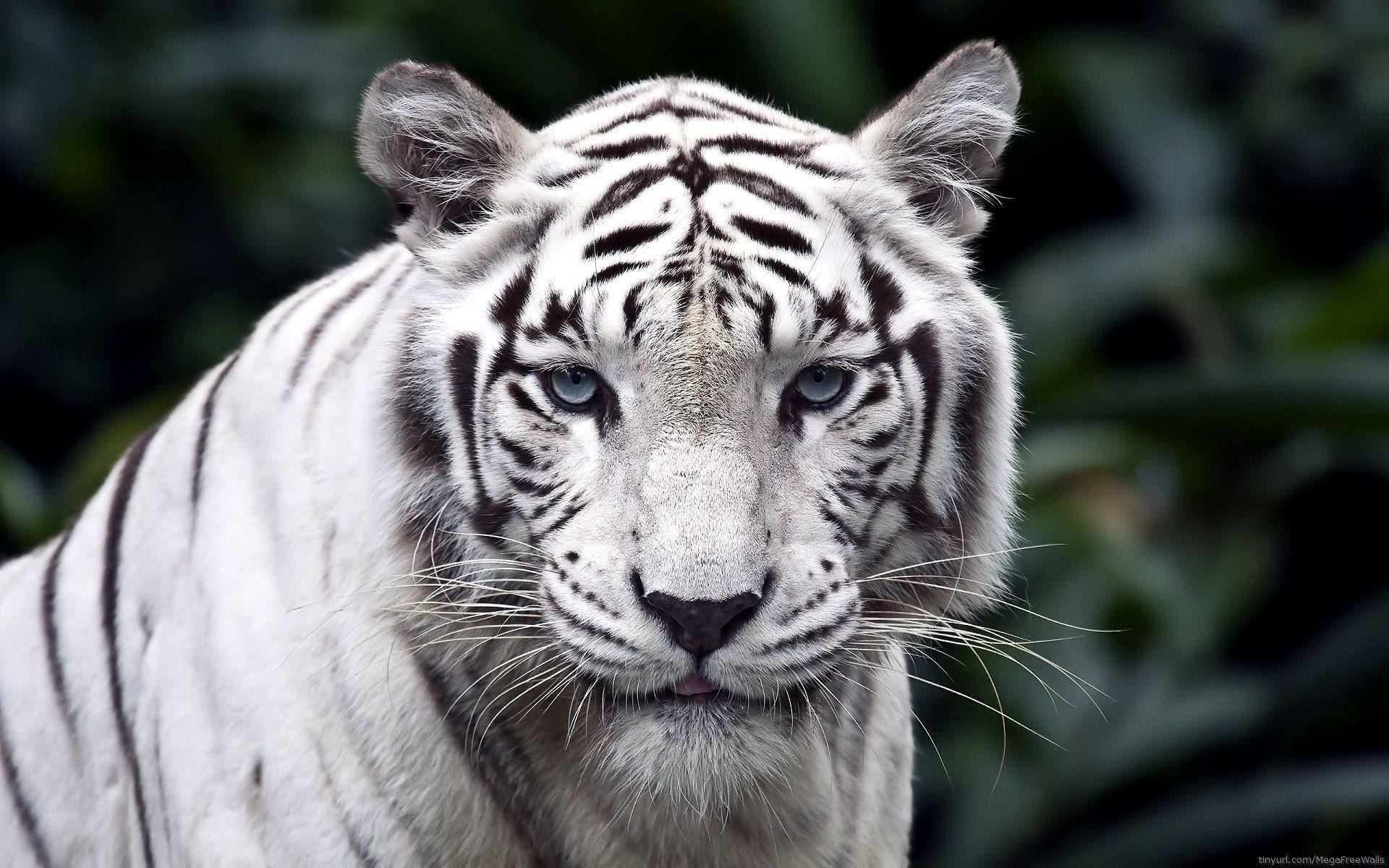 1920x1200 White Tiger Wallpaper. White Tiger Background, Desktop