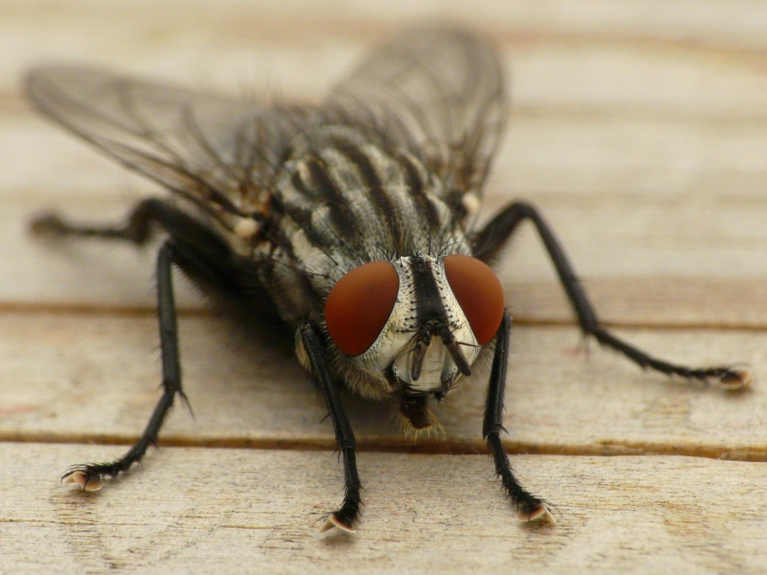 2560x1920 House Fly On Wood Board Panel Close Up Photo HD Wallpaper, Desktop