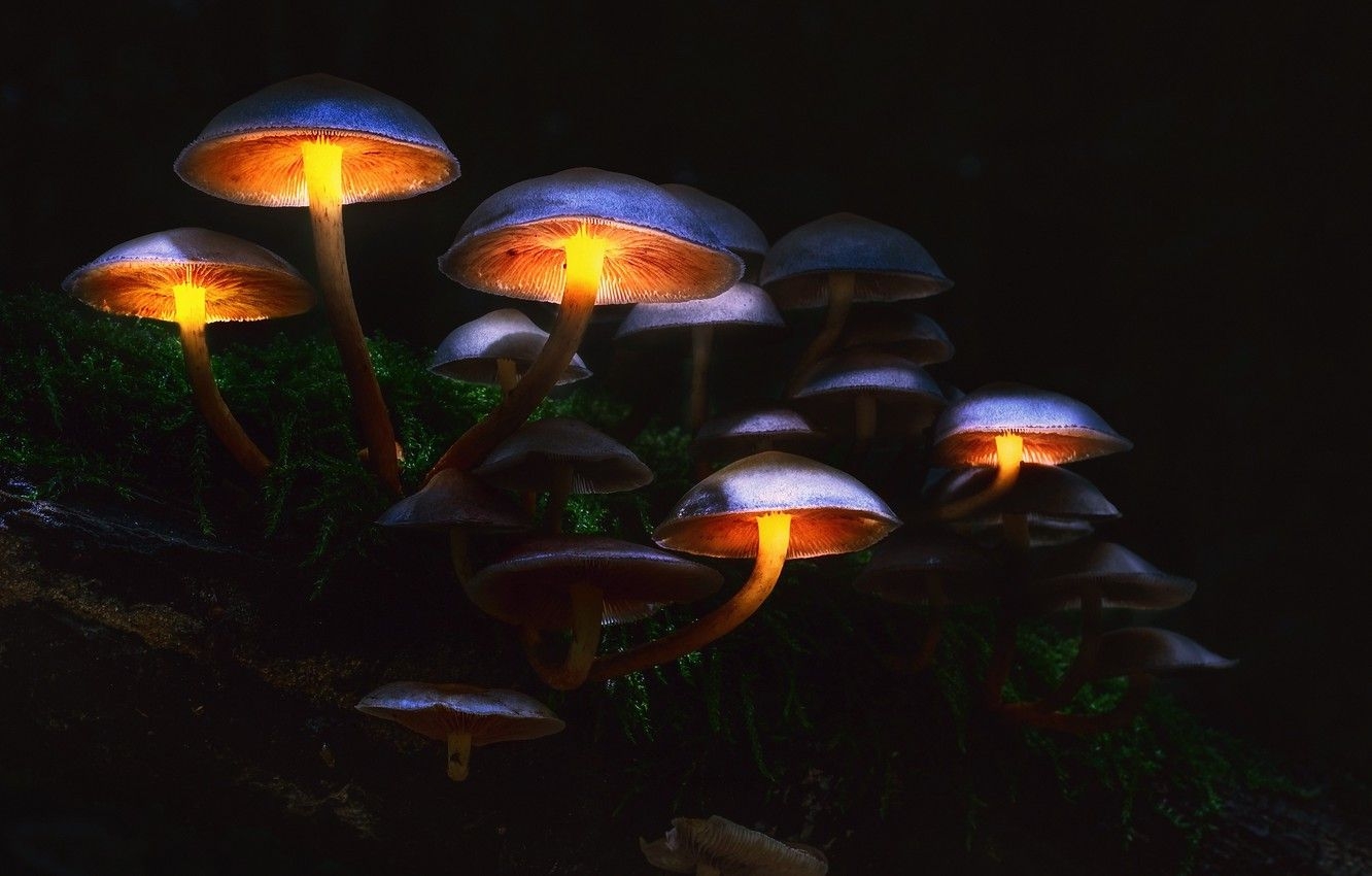 1340x850 Wallpaper autumn, forest, macro, light, the darkness, mushrooms, Desktop