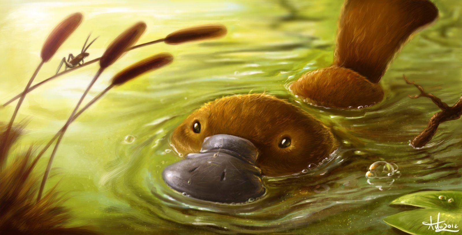 1600x820 Platypus HD Wallpaper, Desktop