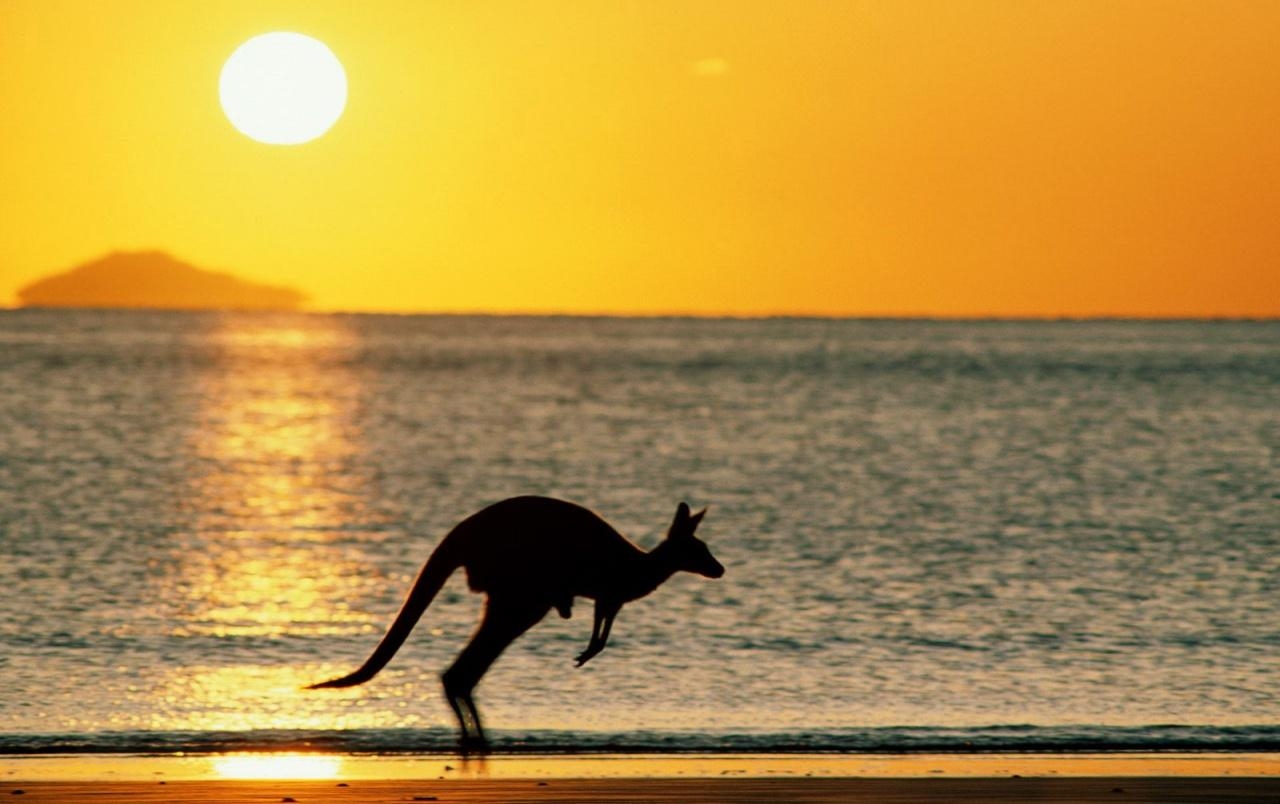 1280x810 joey the kangaroo wallpaper. joey the kangaroo, Desktop