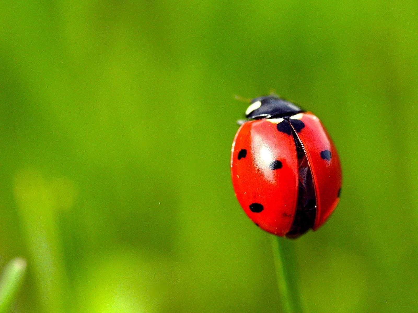 1600x1200 Wallpaper Red ladybug, grass, green background 1920x1200 HD Picture, Desktop