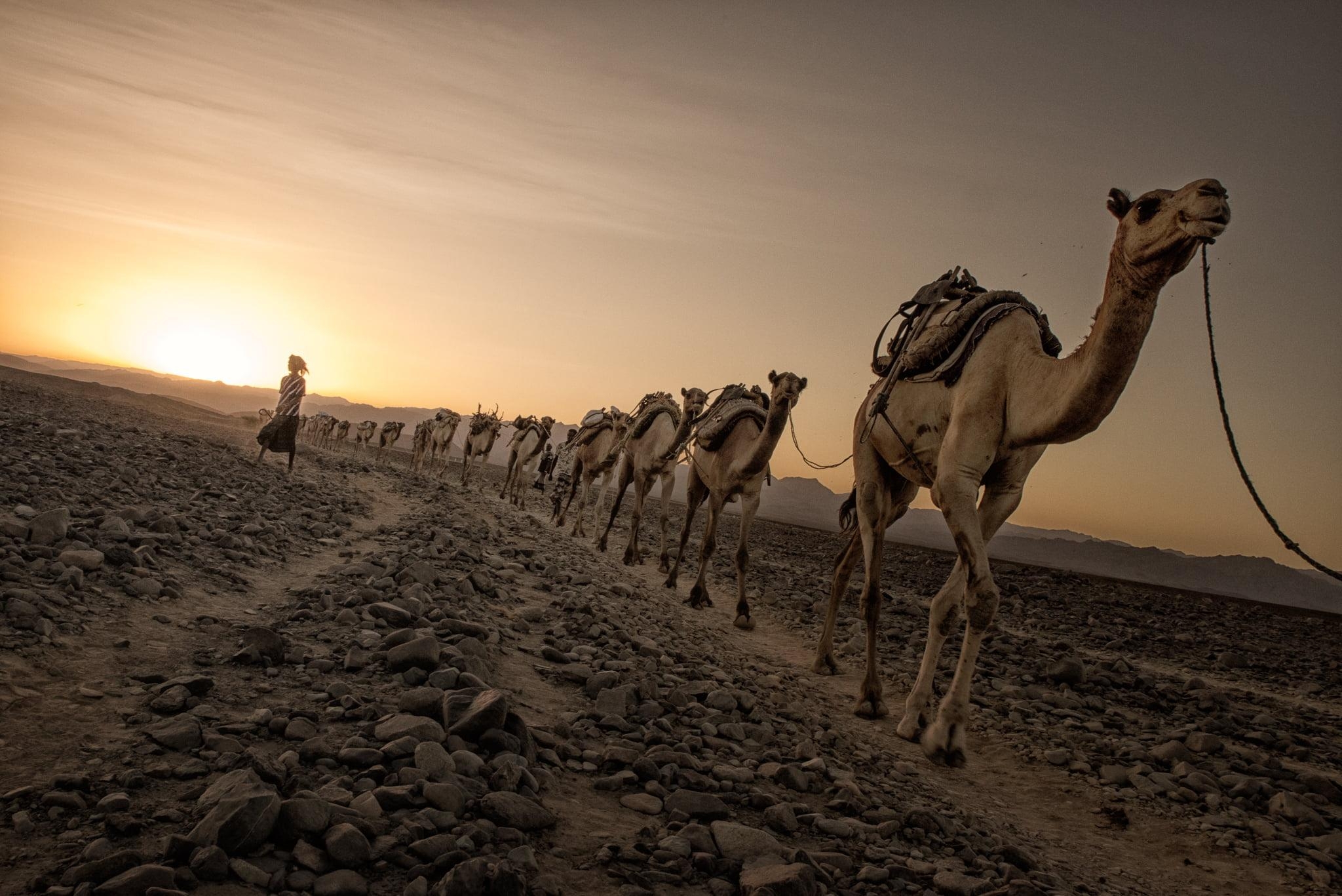 2050x1370 Photo of camels walking on dirt road HD wallpaper, Desktop