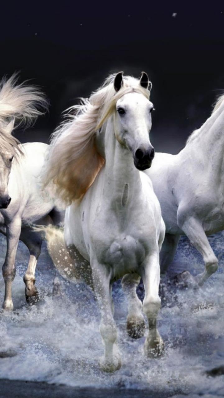 720x1280 white horses running wallpaper HD.pakpublishers.com, Phone