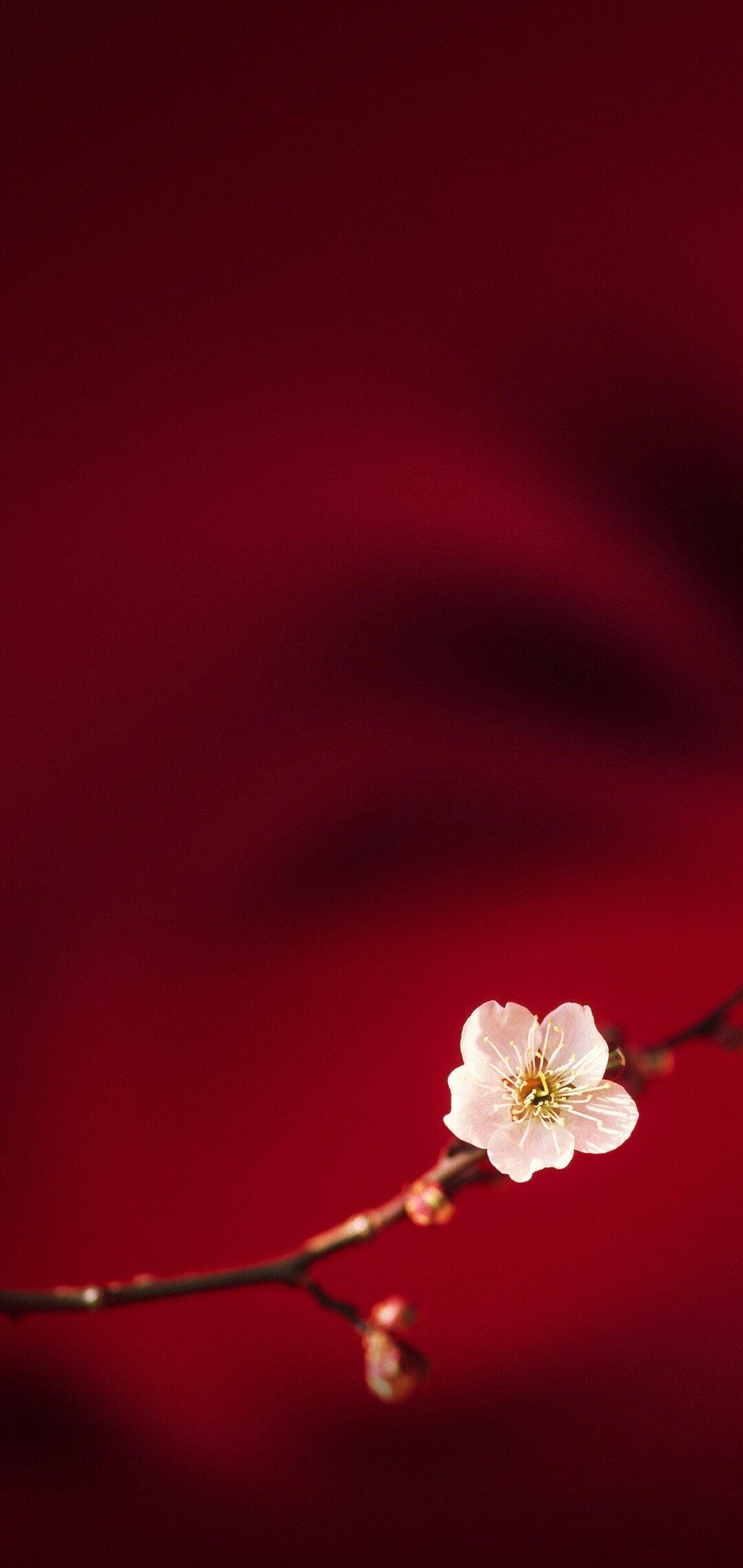 1080x2280 Oppo R15 Flower Wallpaper, I Wallpaper, Mobile Wallpaper, Phone