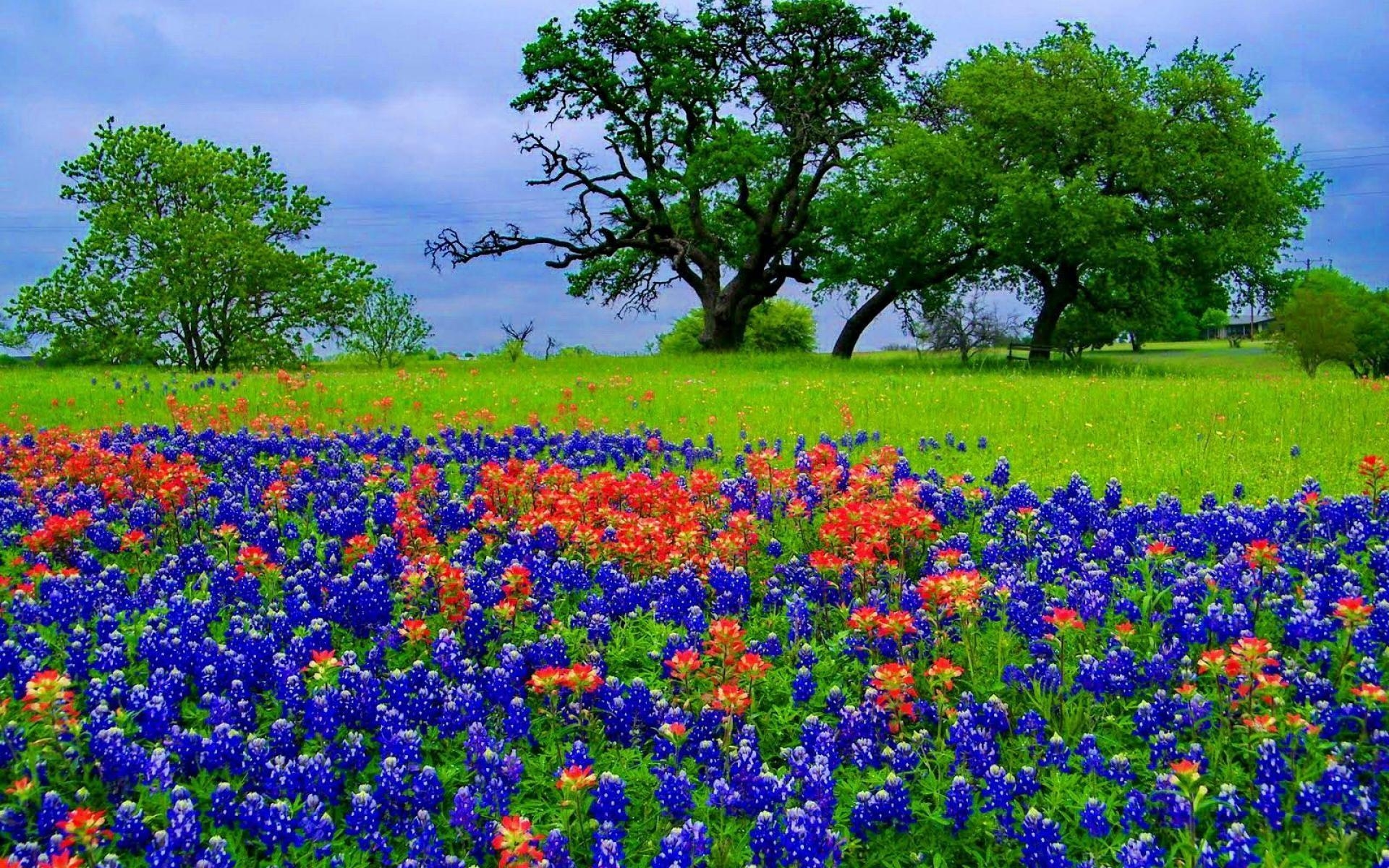 1920x1200 Texas Bluebonnet Wallpaper, Desktop