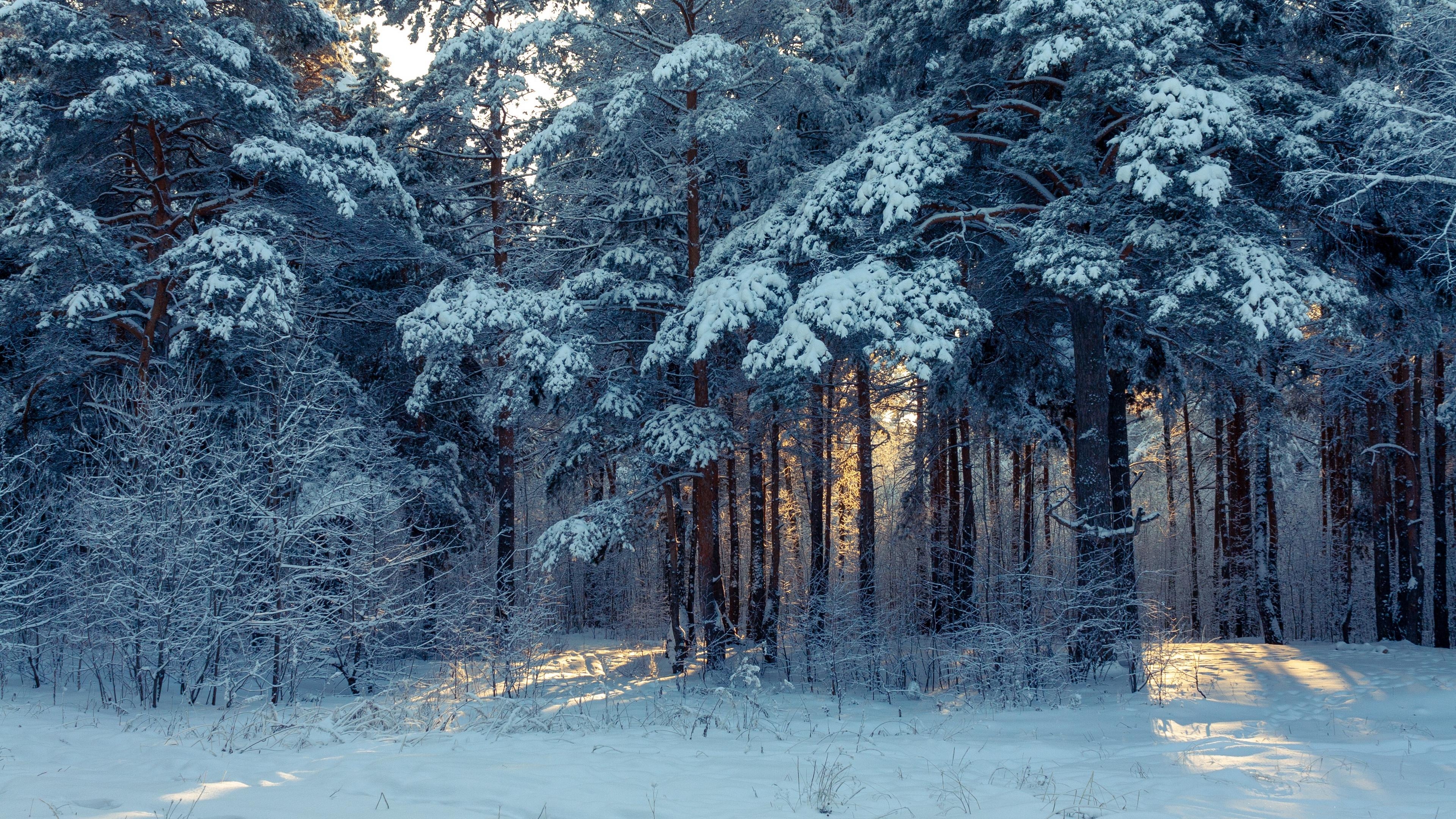 3840x2160 Download wallpaper  forest, winter, snow, trees, winter, Desktop