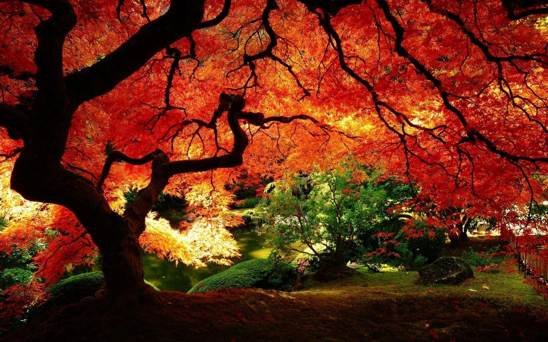 1920x1200 Trees with Red Leaves, Desktop