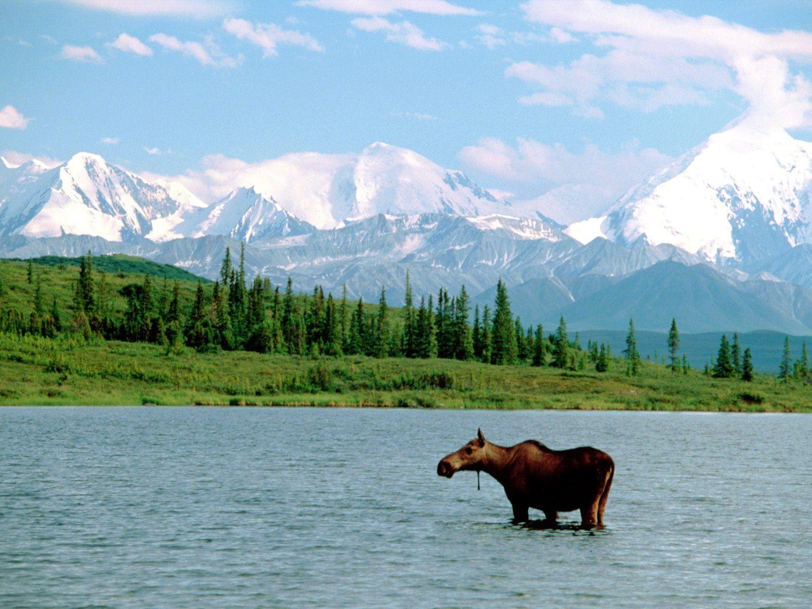 1600x1200 Denali National Park.., Denali National Park Wallpaper, Desktop