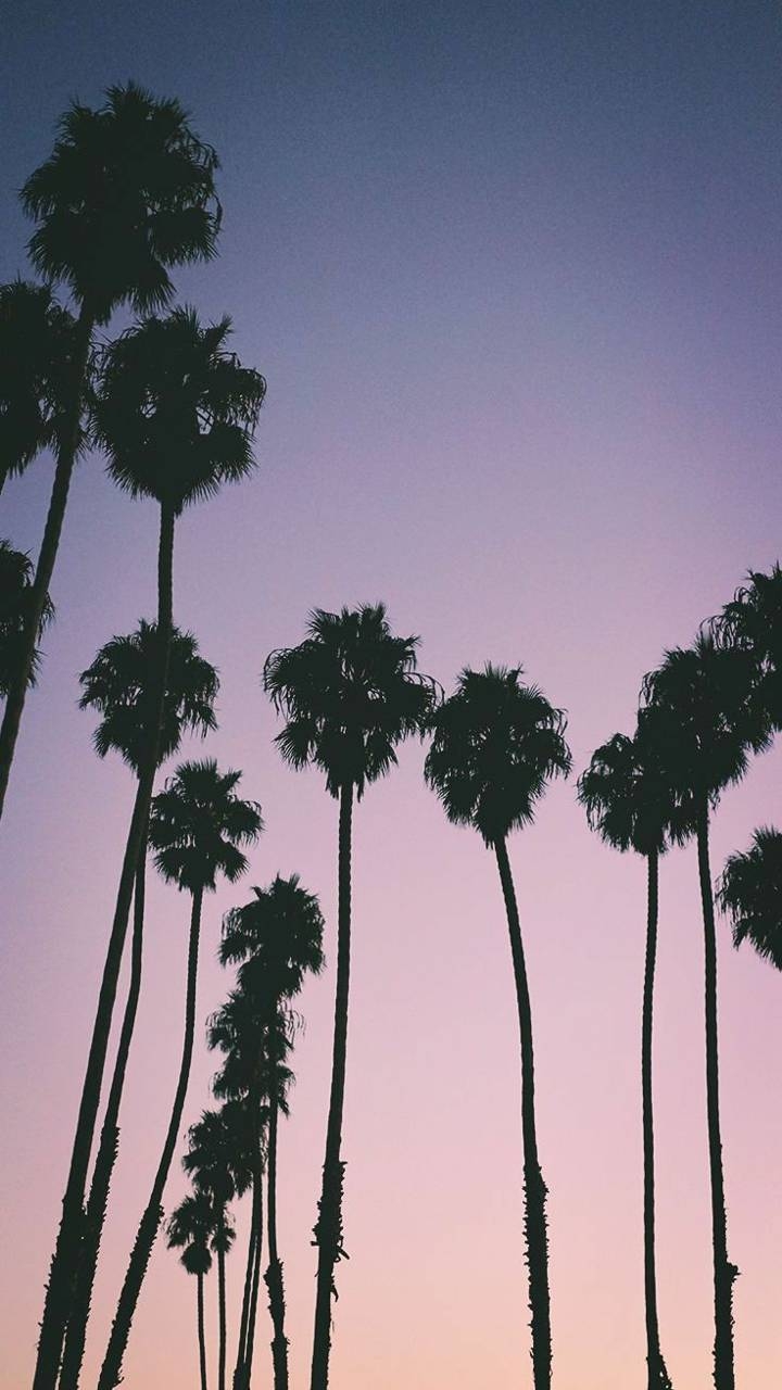 720x1280 Palm Trees wallpaper, Phone