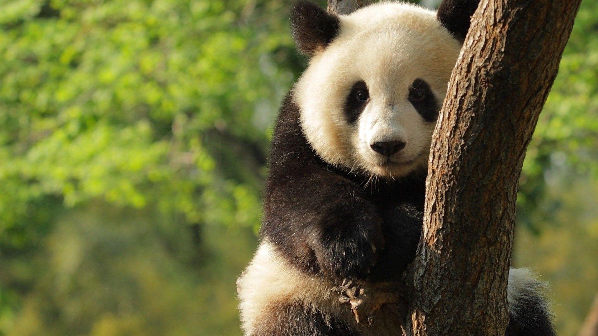 1920x1080 Giant Panda HD Wallpaper. Download Free Desktop Wallpaper, Desktop