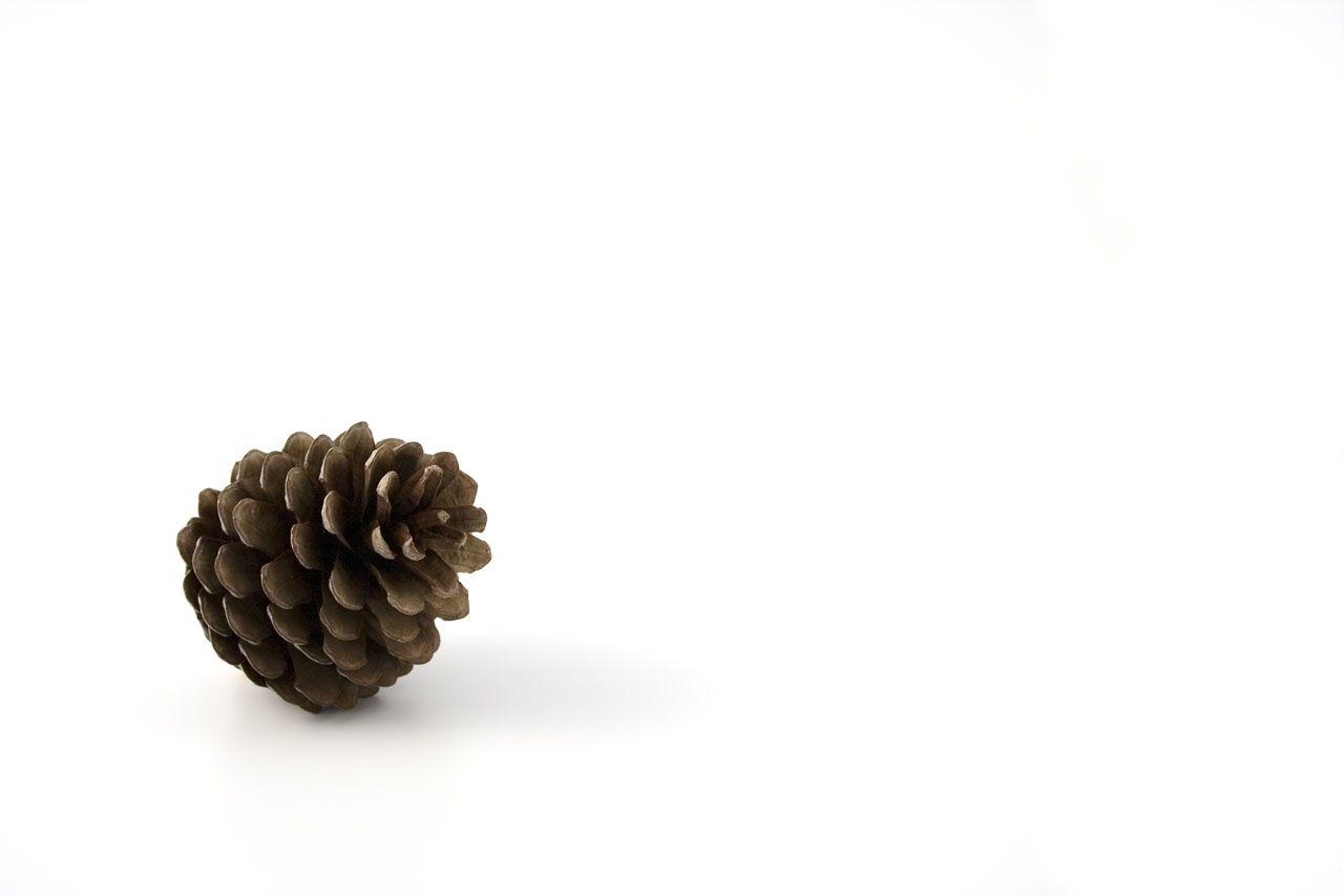 1280x860 Public domain image picture of pine cone on white background, Desktop