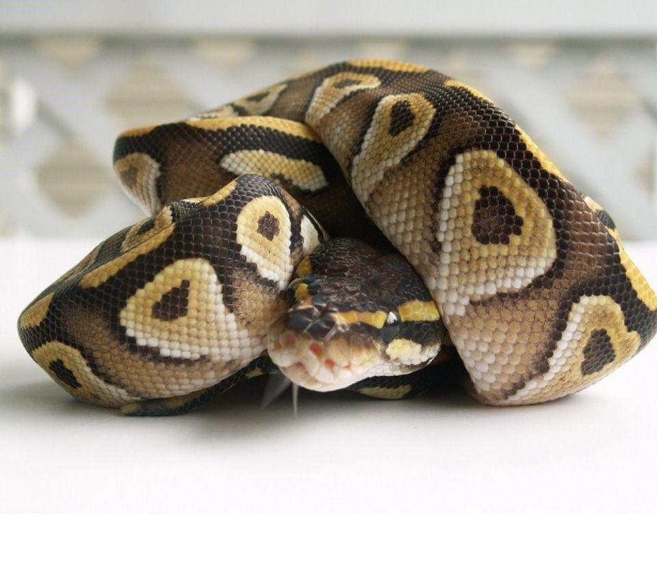 960x860 Ball Python Wallpaper HD Wallpaper Background Of Your Choice, Desktop