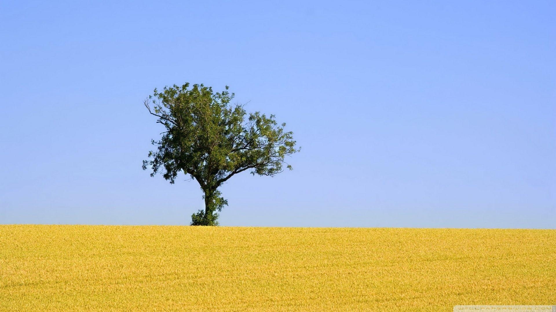 1920x1080 Tree Alone Wallpaper Free Tree Alone Background, Desktop