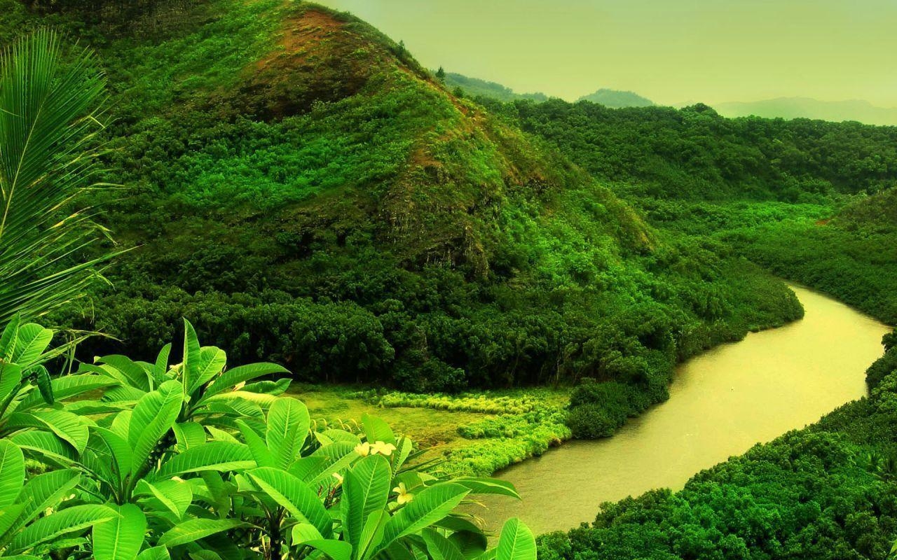 1280x800 Tropical Forest With River Wallpaper, Desktop