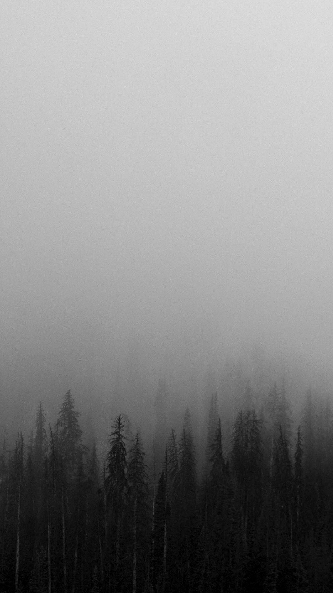 1080x1920 Black And White Mist Forests Wallpaper. IPhone Wallpaper In 2019, Phone