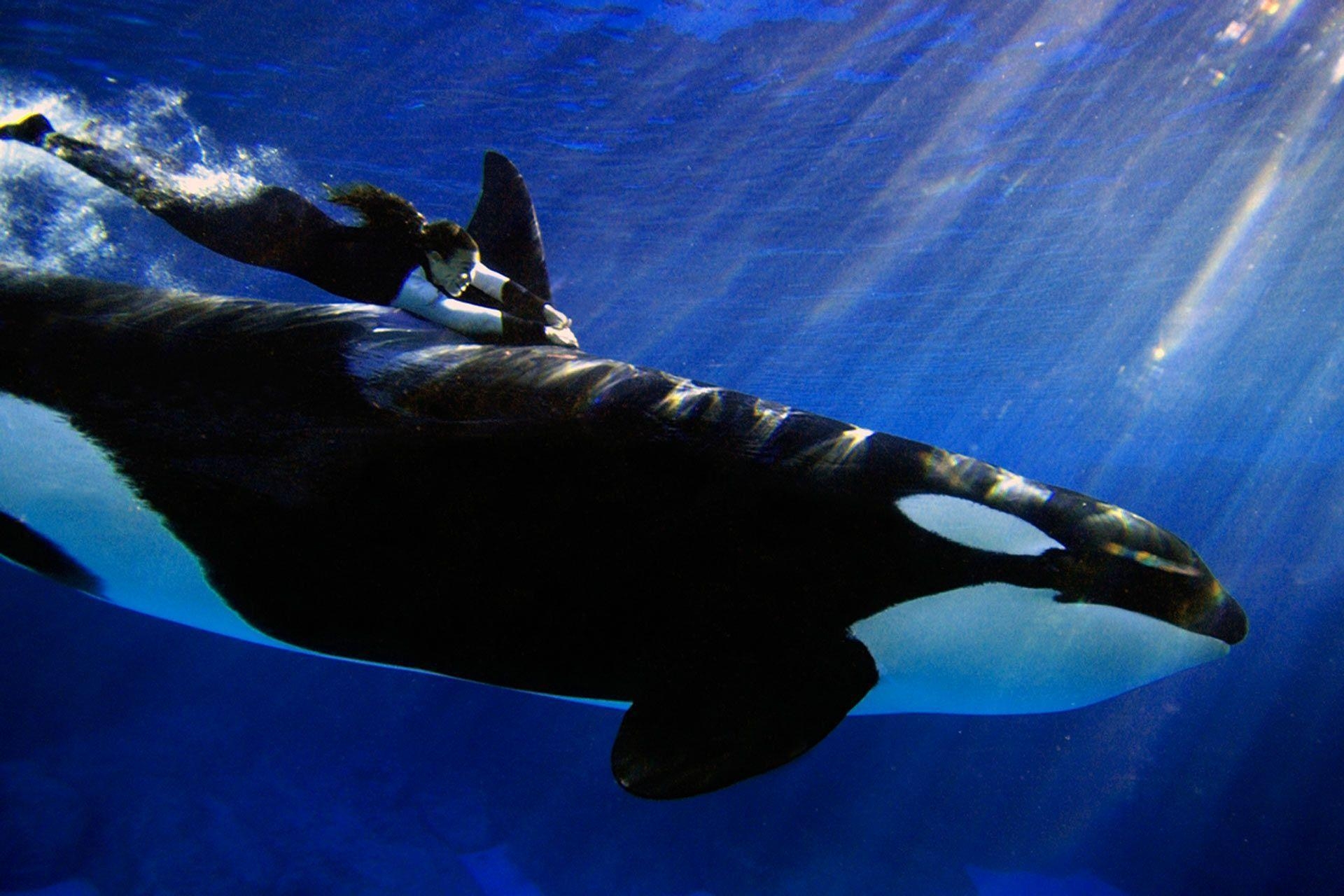 1920x1280 Animal Undewater Orca (id: 180413), Desktop