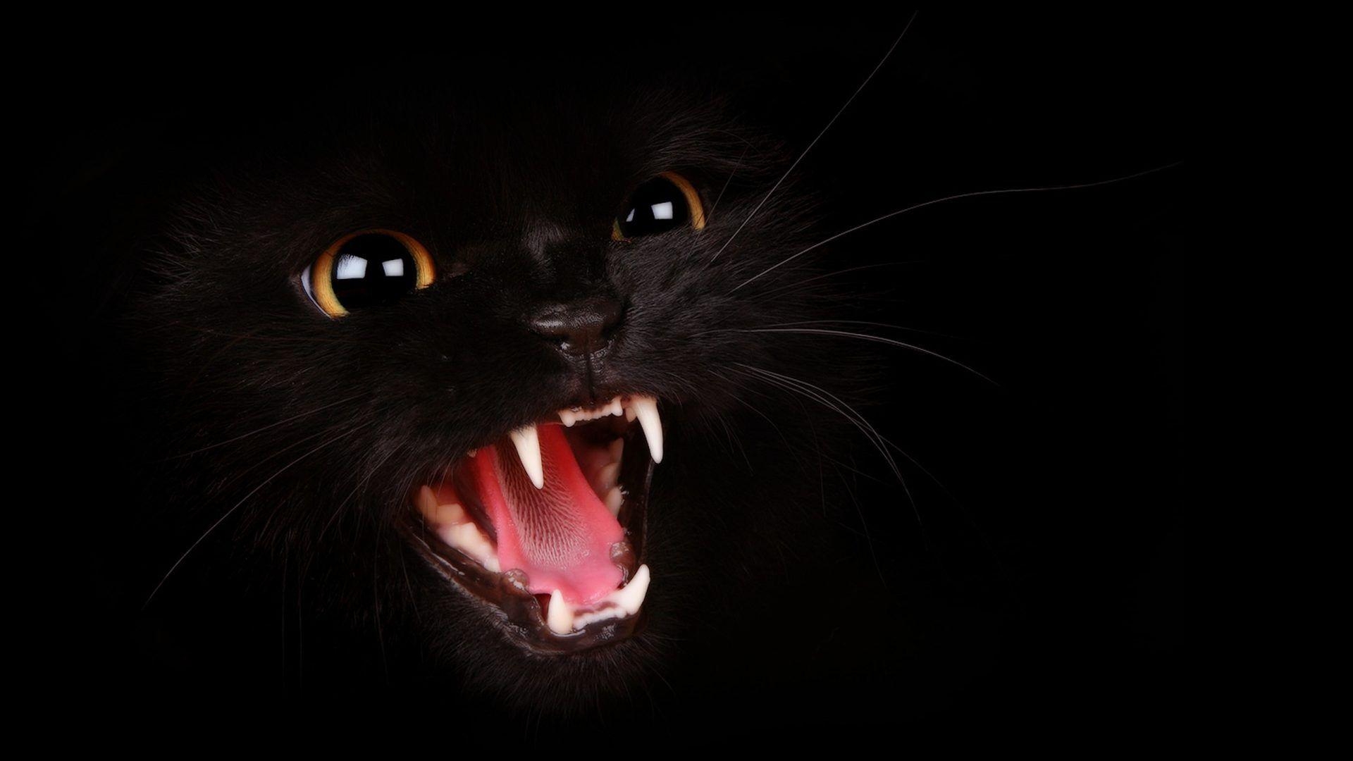 1920x1080 Aggressive Tag wallpaper: Cat Black Aggressive Image Claws, Desktop