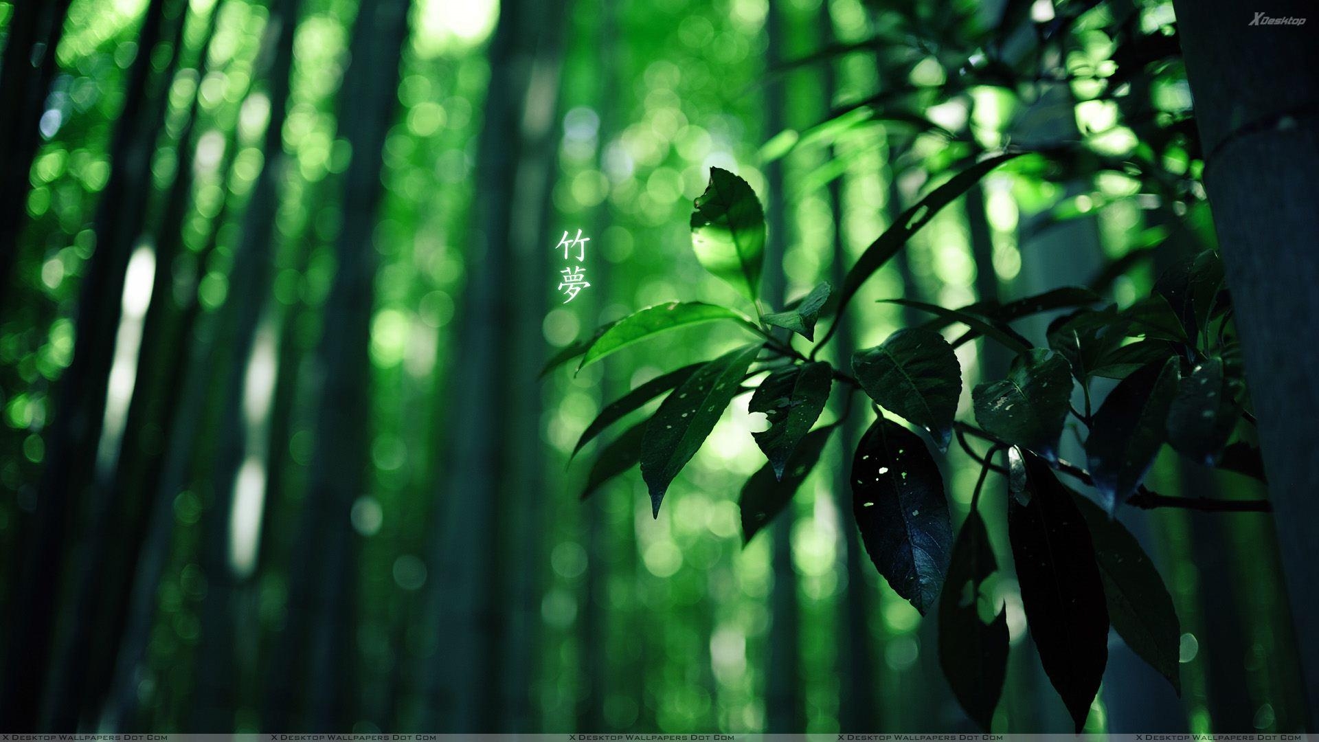 1920x1080 Green Leaves Wallpaper, Photo & Image in HD, Desktop