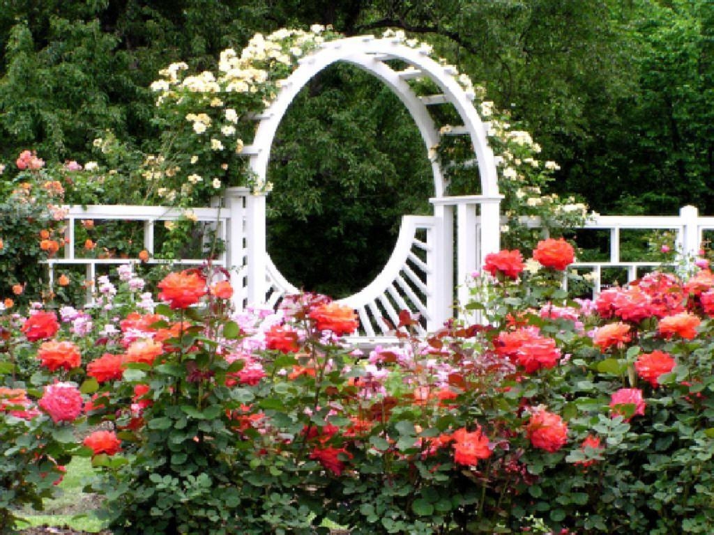 1030x770 Rose Garden With Beautiful Image Trends Euya Savwi.com, Desktop