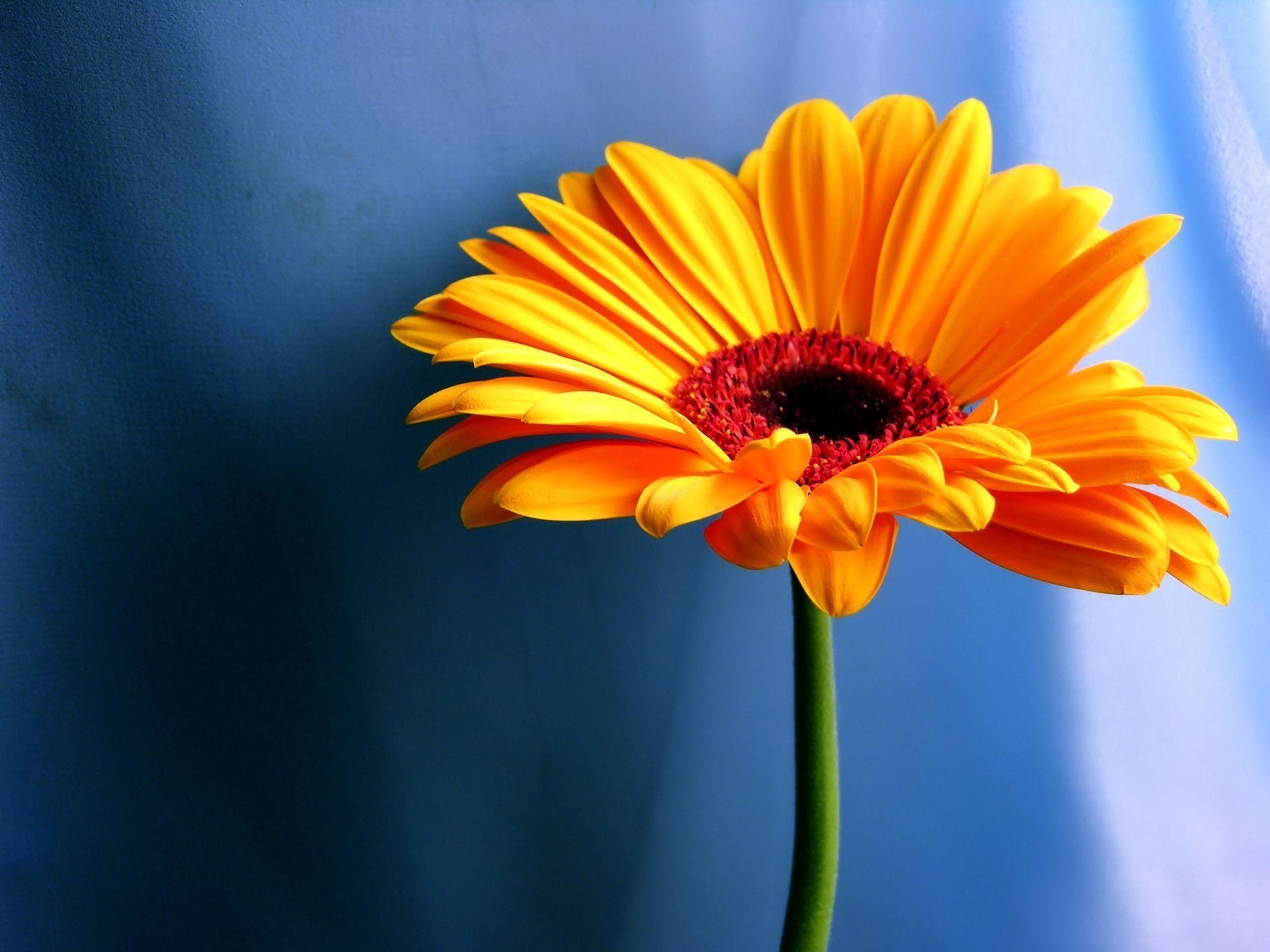 1920x1440 Blue Daisy Flower Wallpaper, Desktop