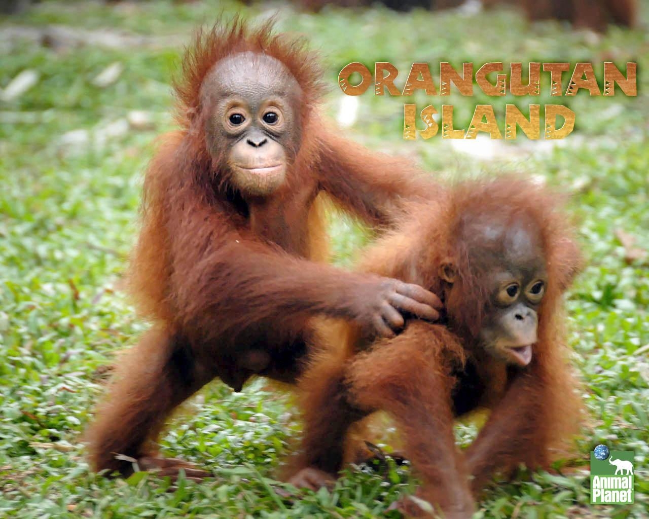 1280x1030 Nice Orangutan Wallpaper [1366x768], Desktop