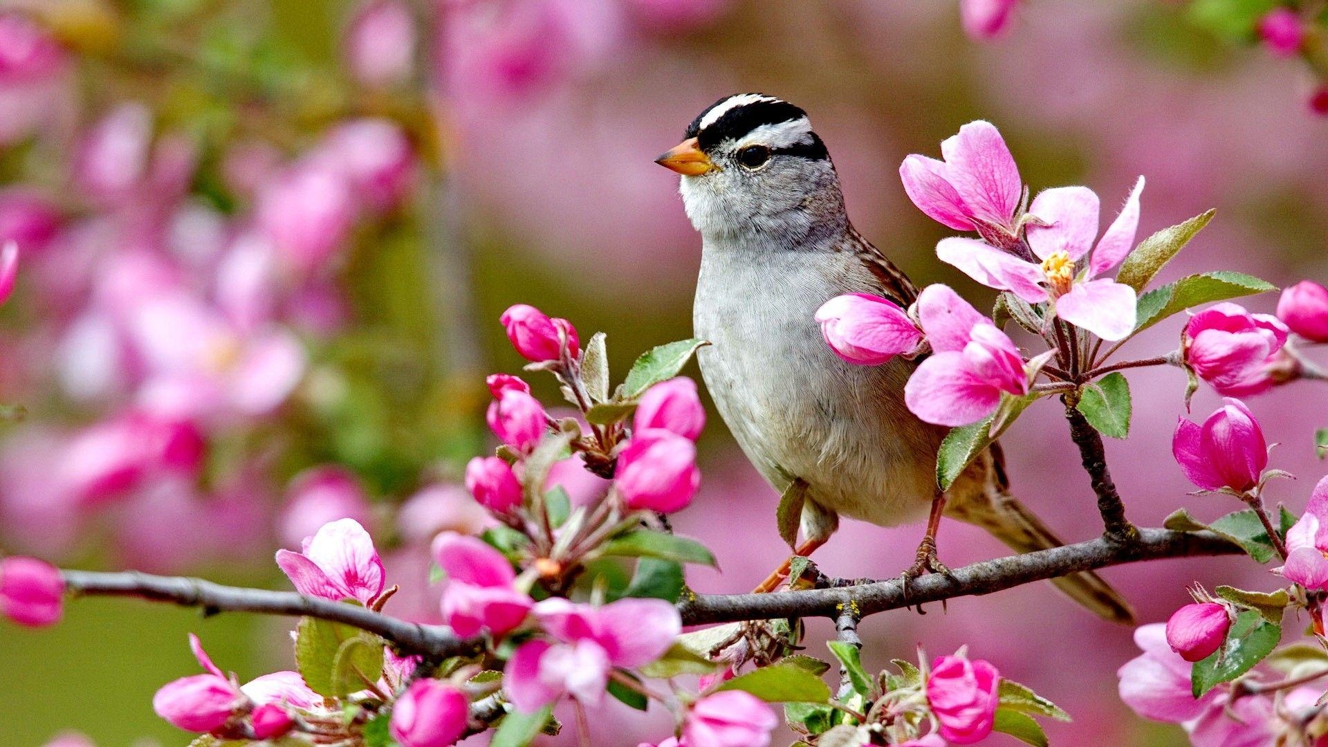 1920x1080 Flowers: Bird Spring Flowers Colorful Forces Nature Colors Birds, Desktop