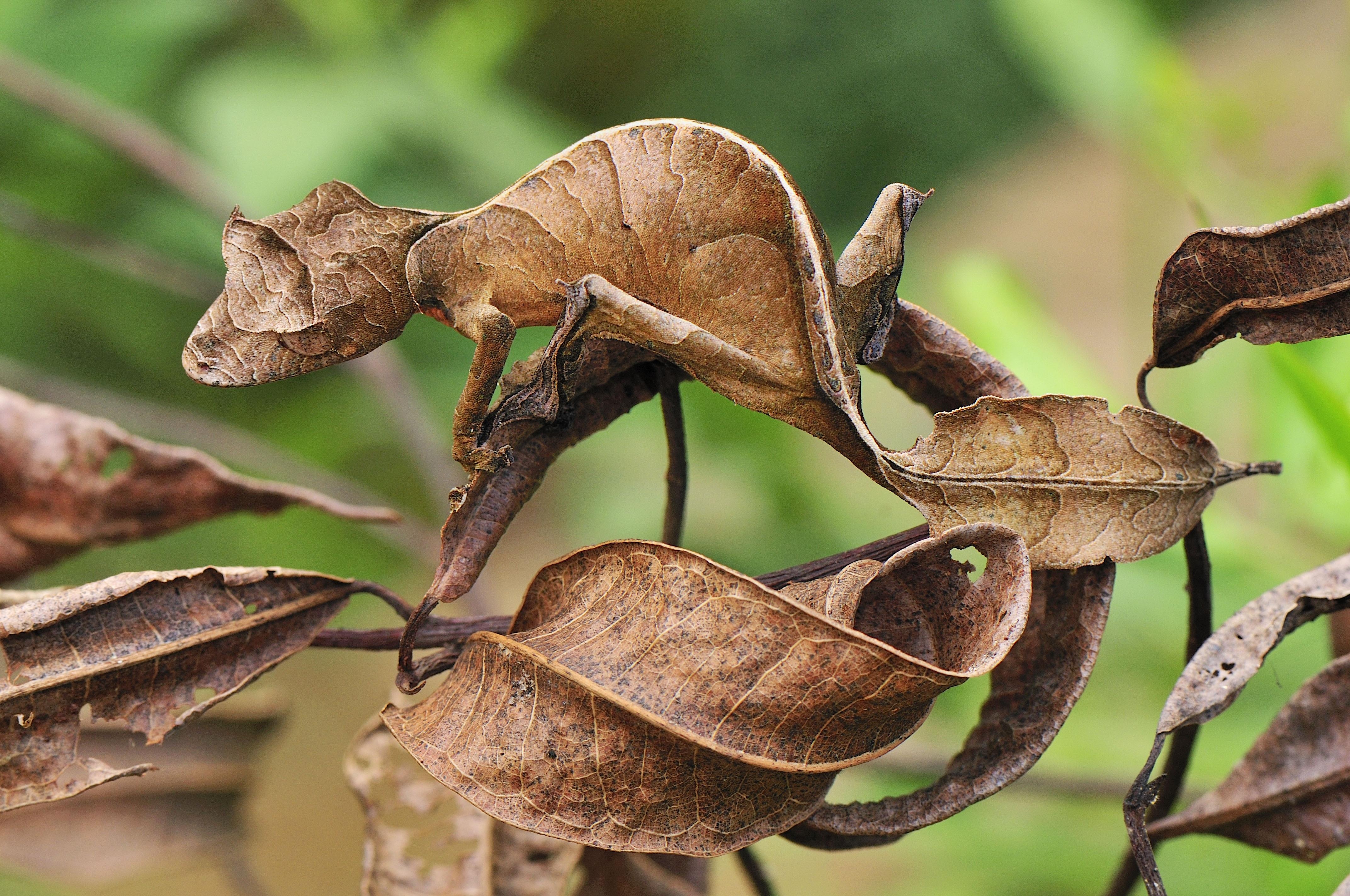 4290x2850 Satanic Leaf Tailed Gecko Wallpaper (2), Desktop