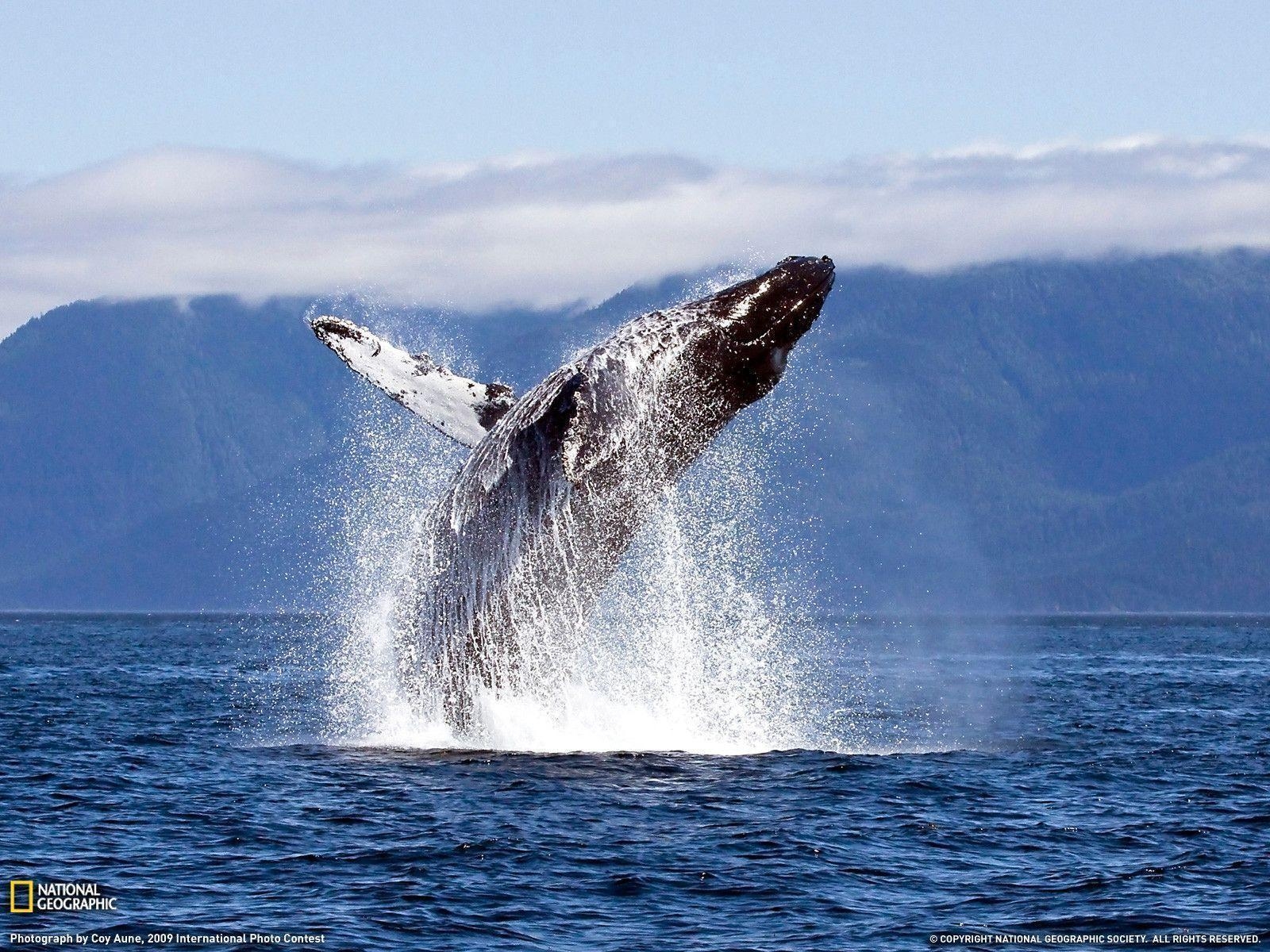 1600x1200 Humpback Whale Photo, Animals Wallpaper, Desktop