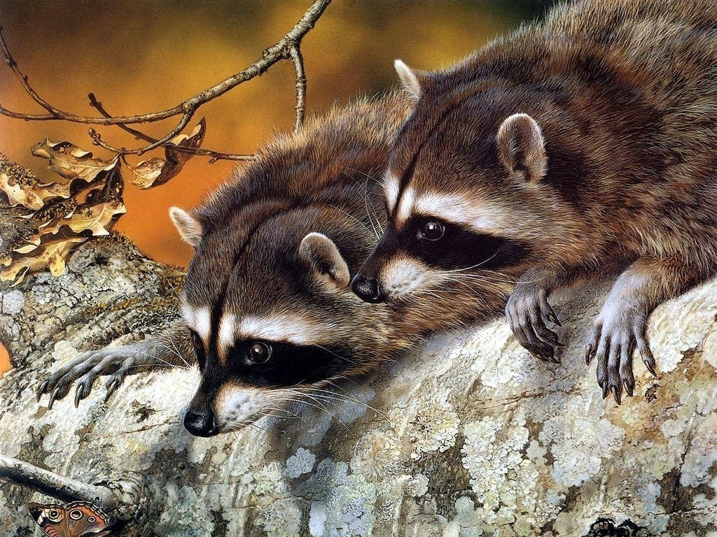 1030x770 Raccoon HD Wallpaper Wallpaper Inn, Desktop