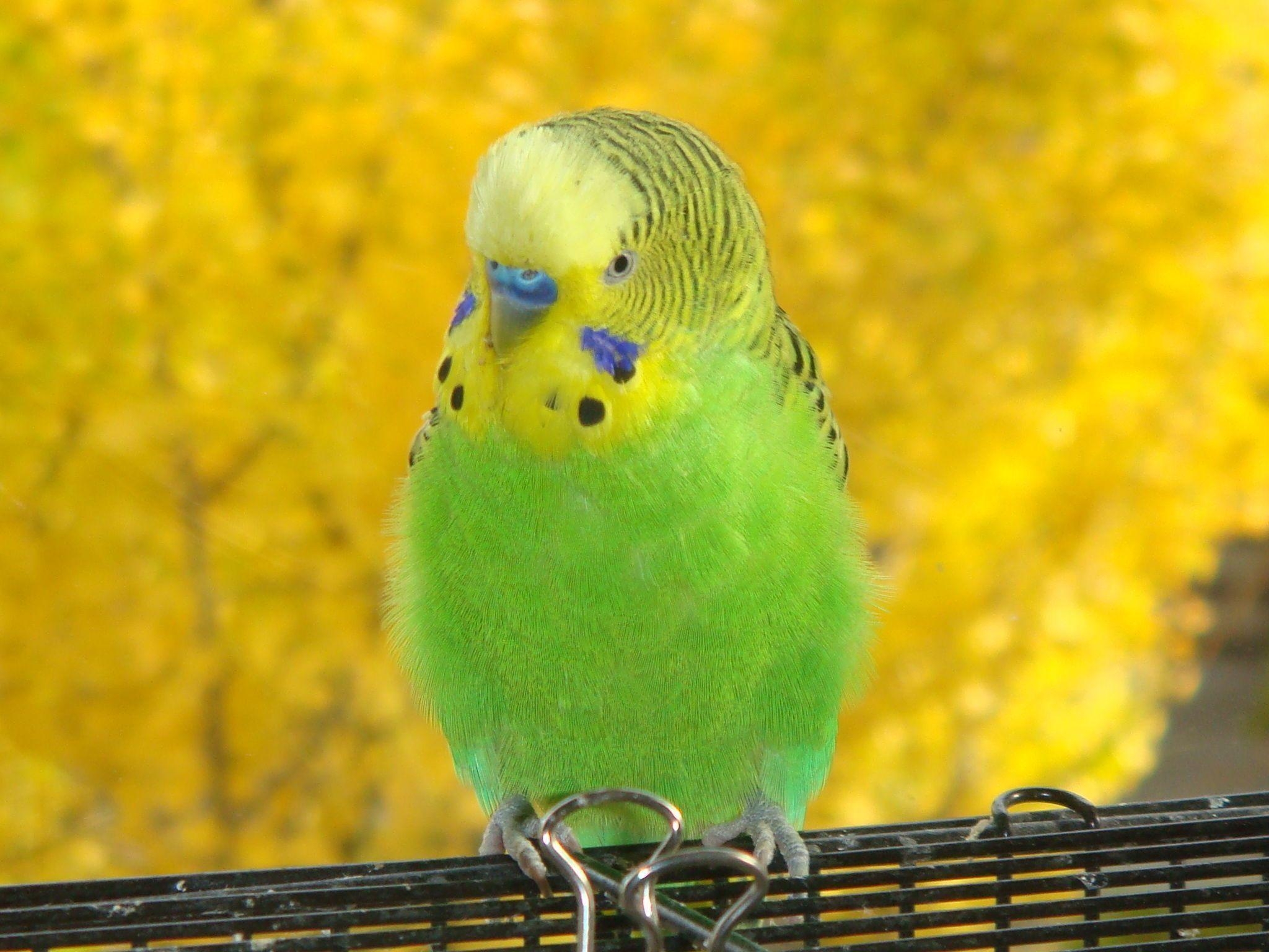 2050x1540 Parakeet Bird HD Wallpaper. Picture OF Parakeets Bird. Cool, Desktop