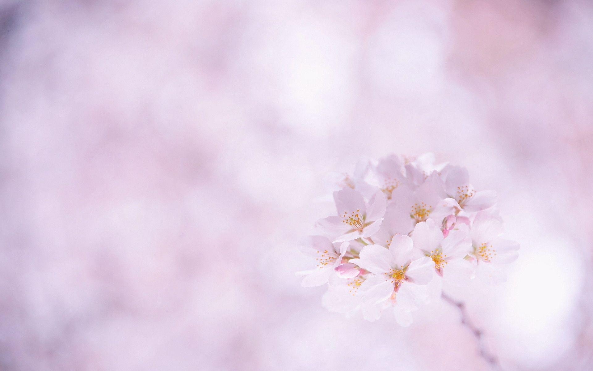 1920x1200 Sakura Flower wallpaper, Desktop